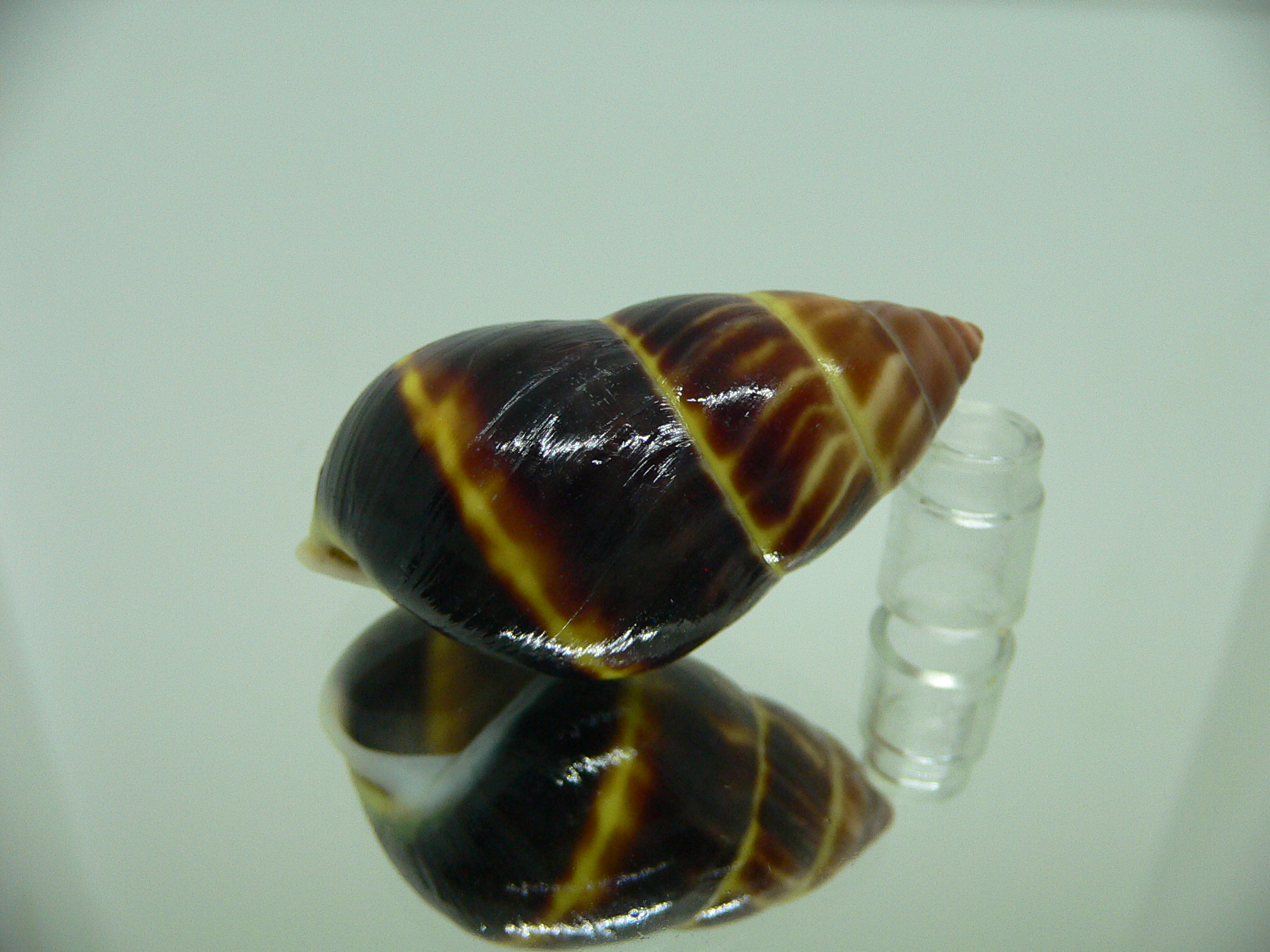 Amphidromus perversus melanoma BIG & BLACK