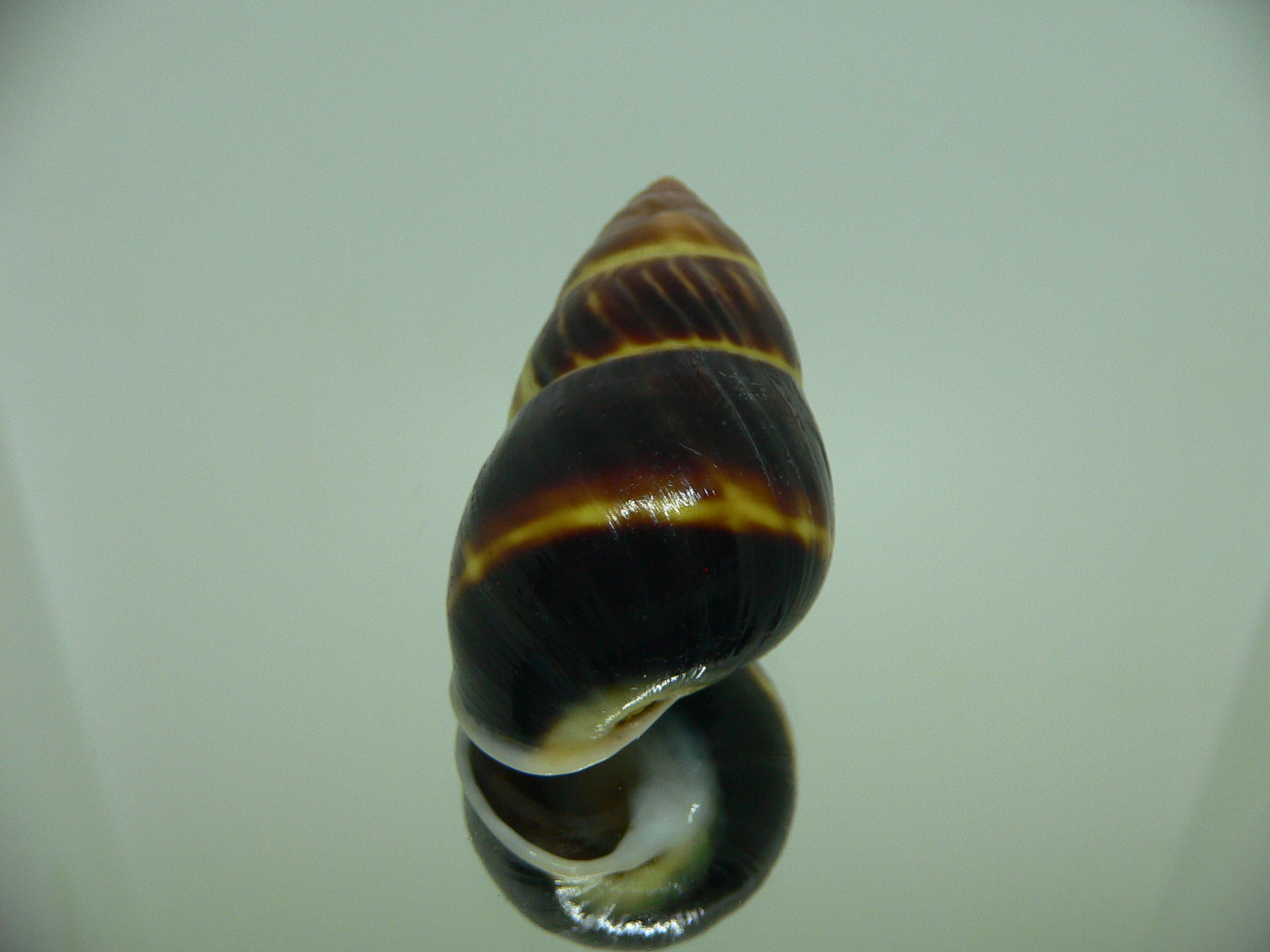 Amphidromus perversus melanoma BIG & BLACK