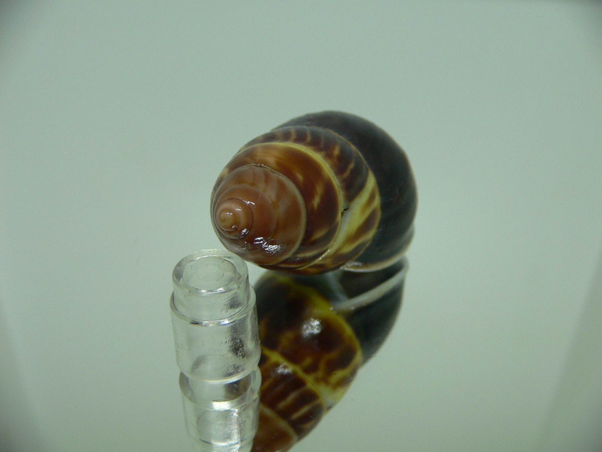 Amphidromus perversus melanoma BIG & BLACK