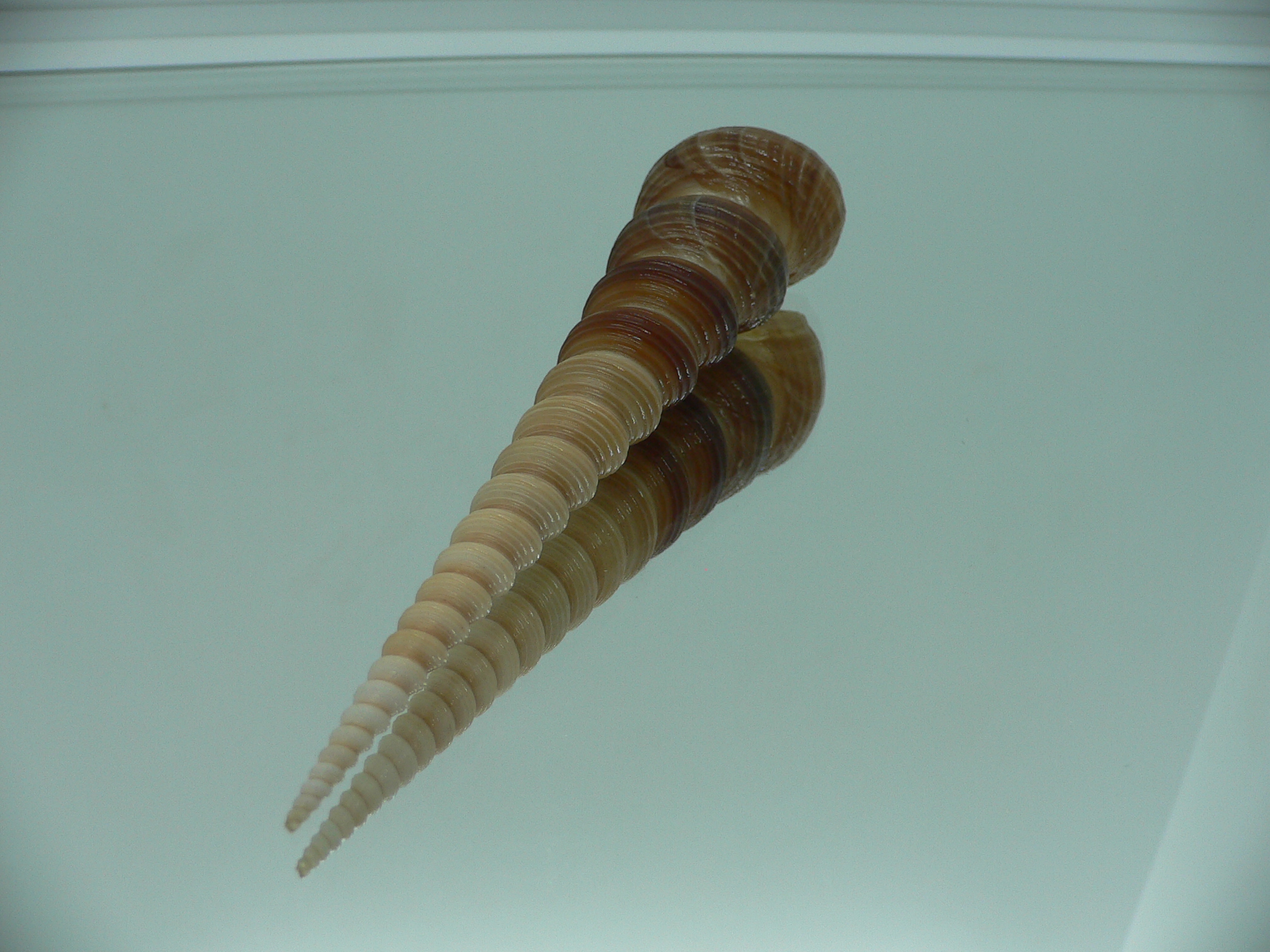 Turritella terebra terebra SUPER & DARK