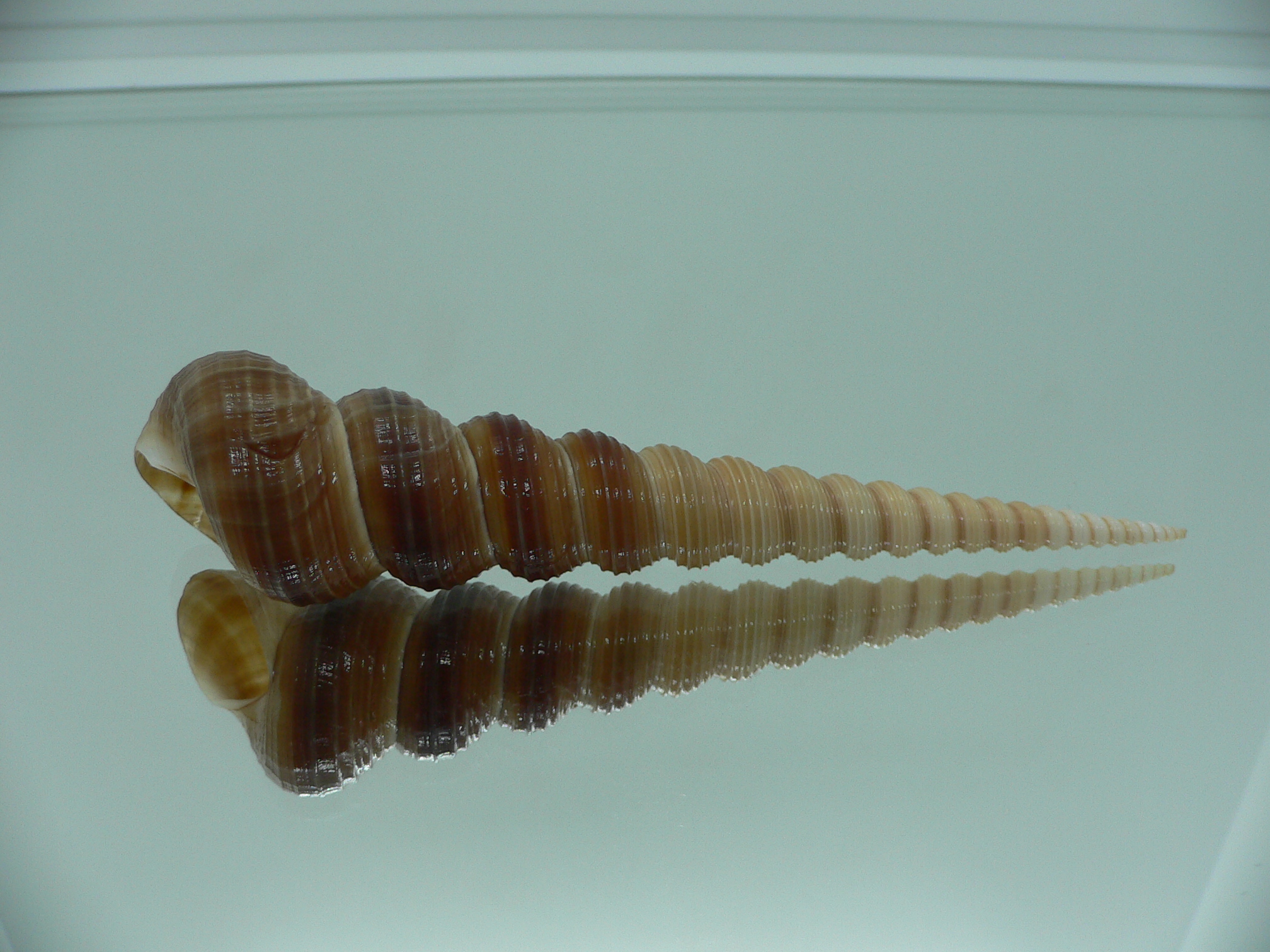 Turritella terebra terebra SUPER & DARK