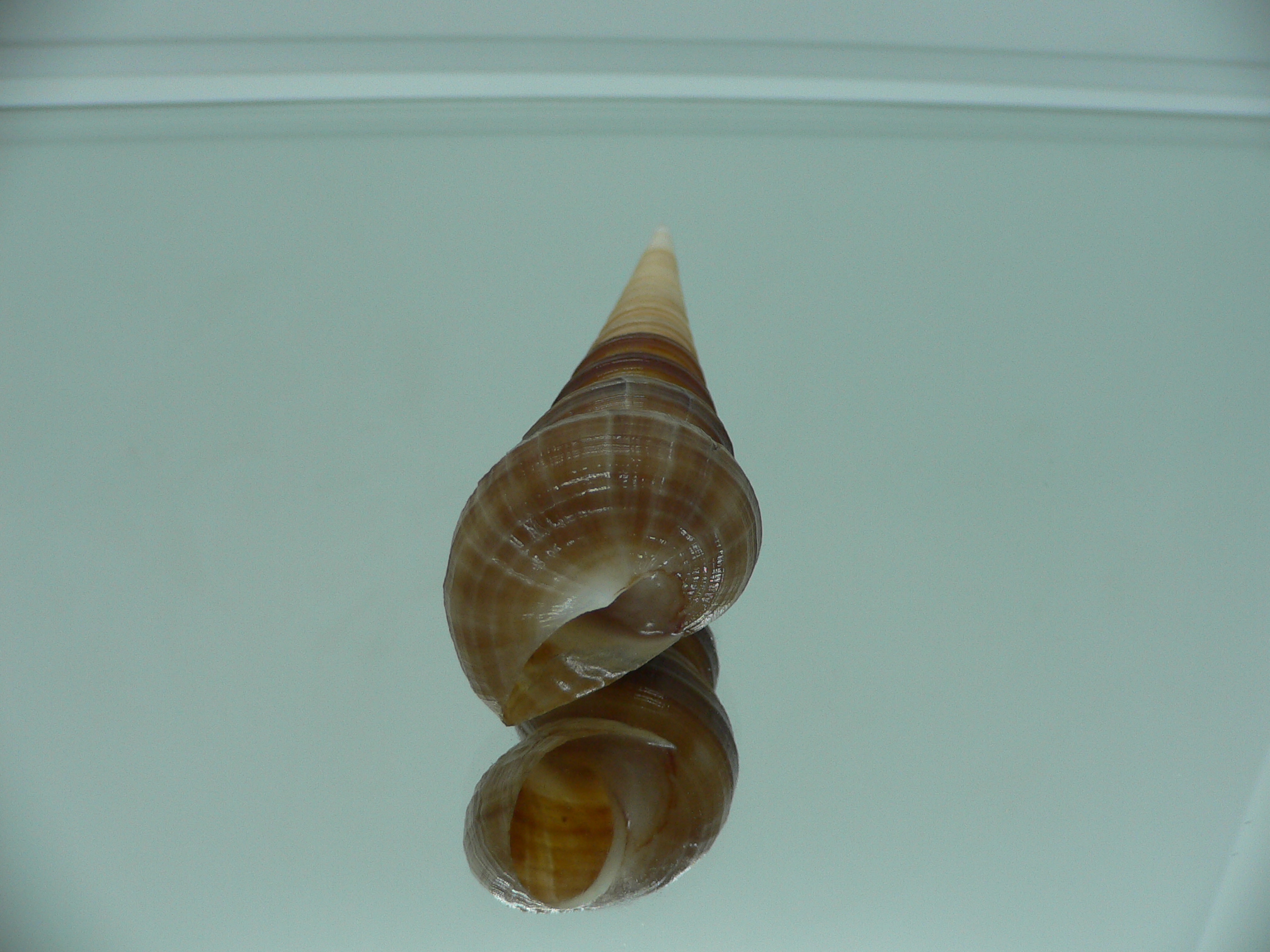 Turritella terebra terebra SUPER & DARK