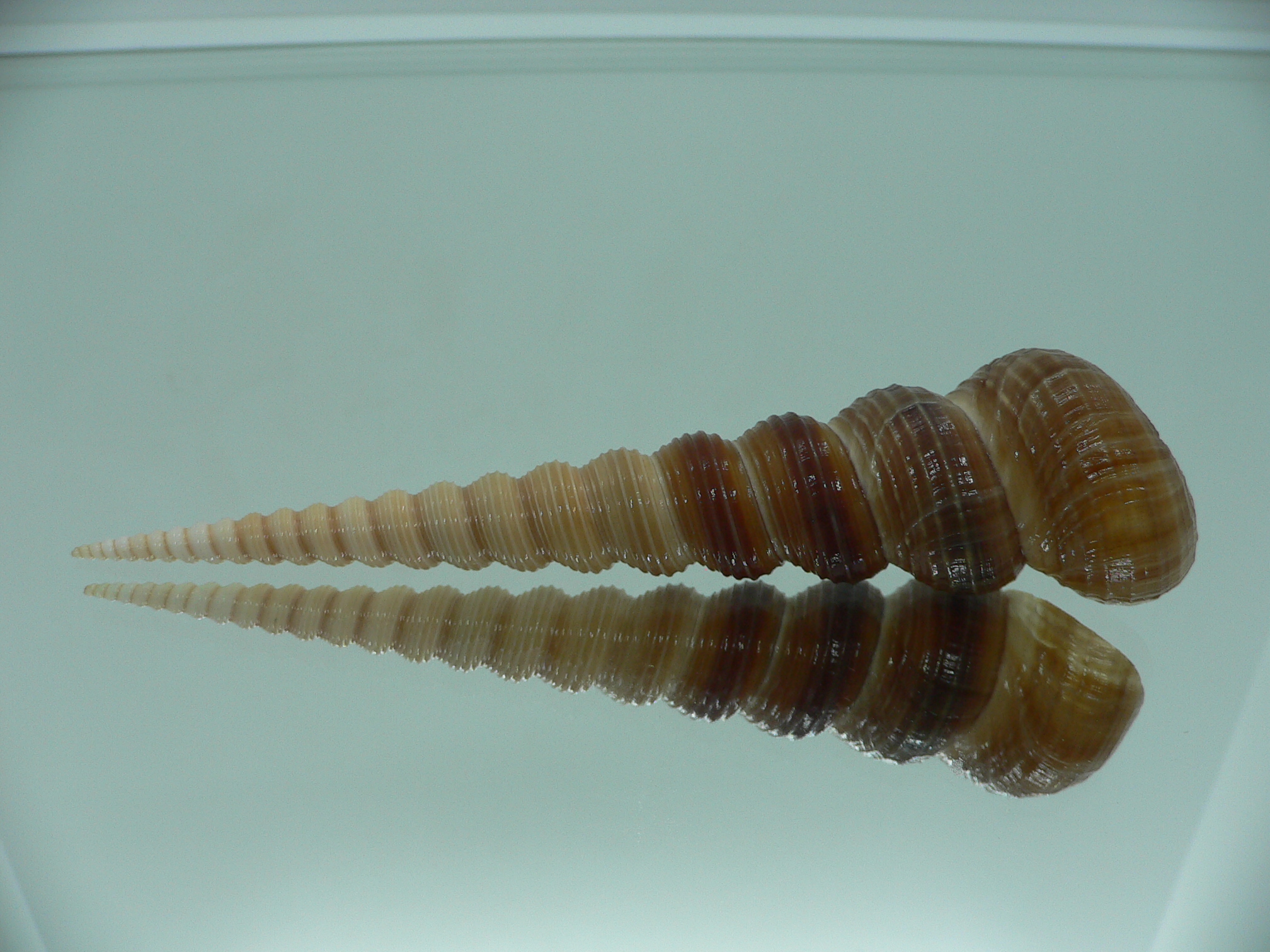 Turritella terebra terebra SUPER & DARK