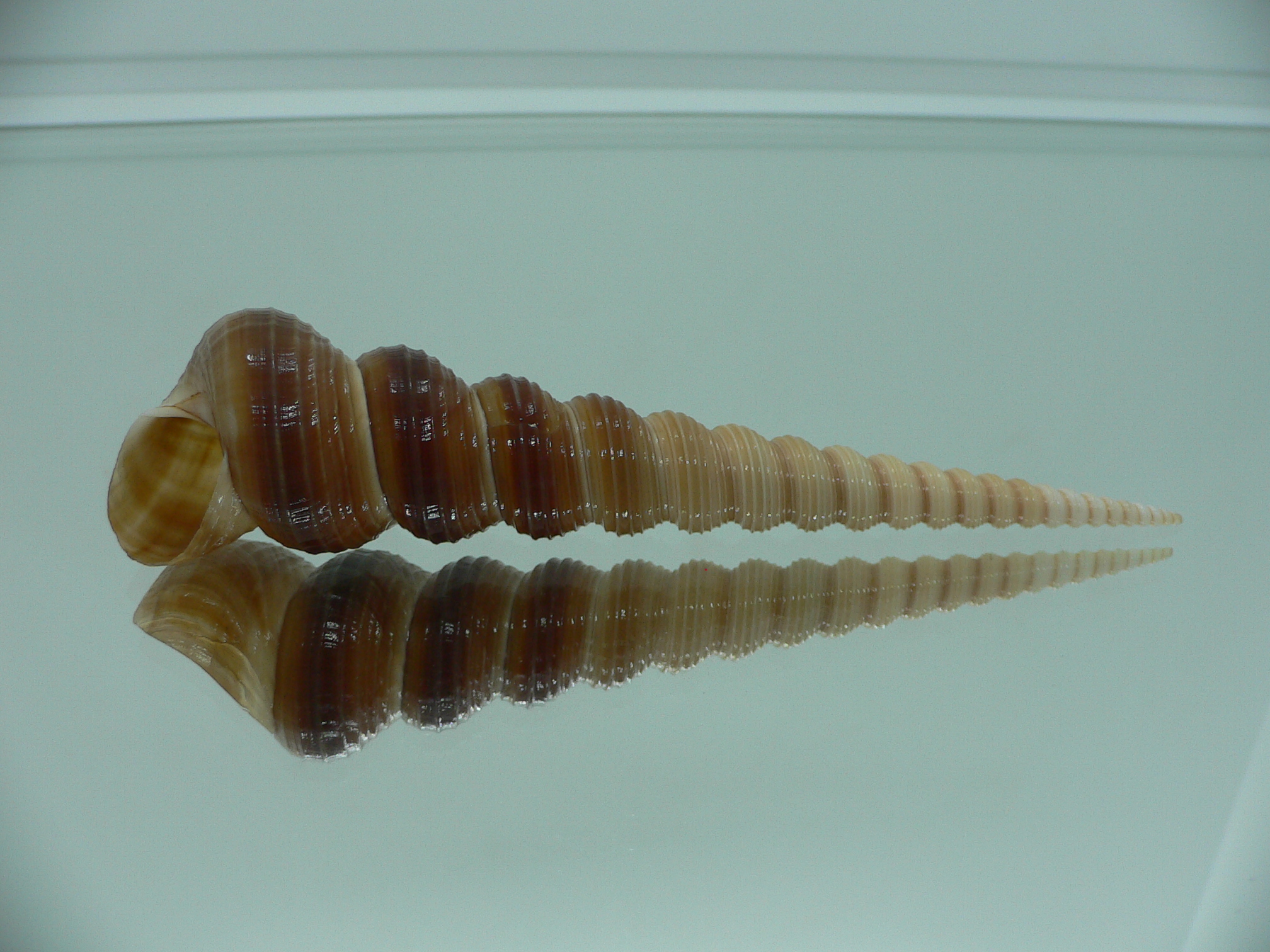 Turritella terebra terebra SUPER & DARK