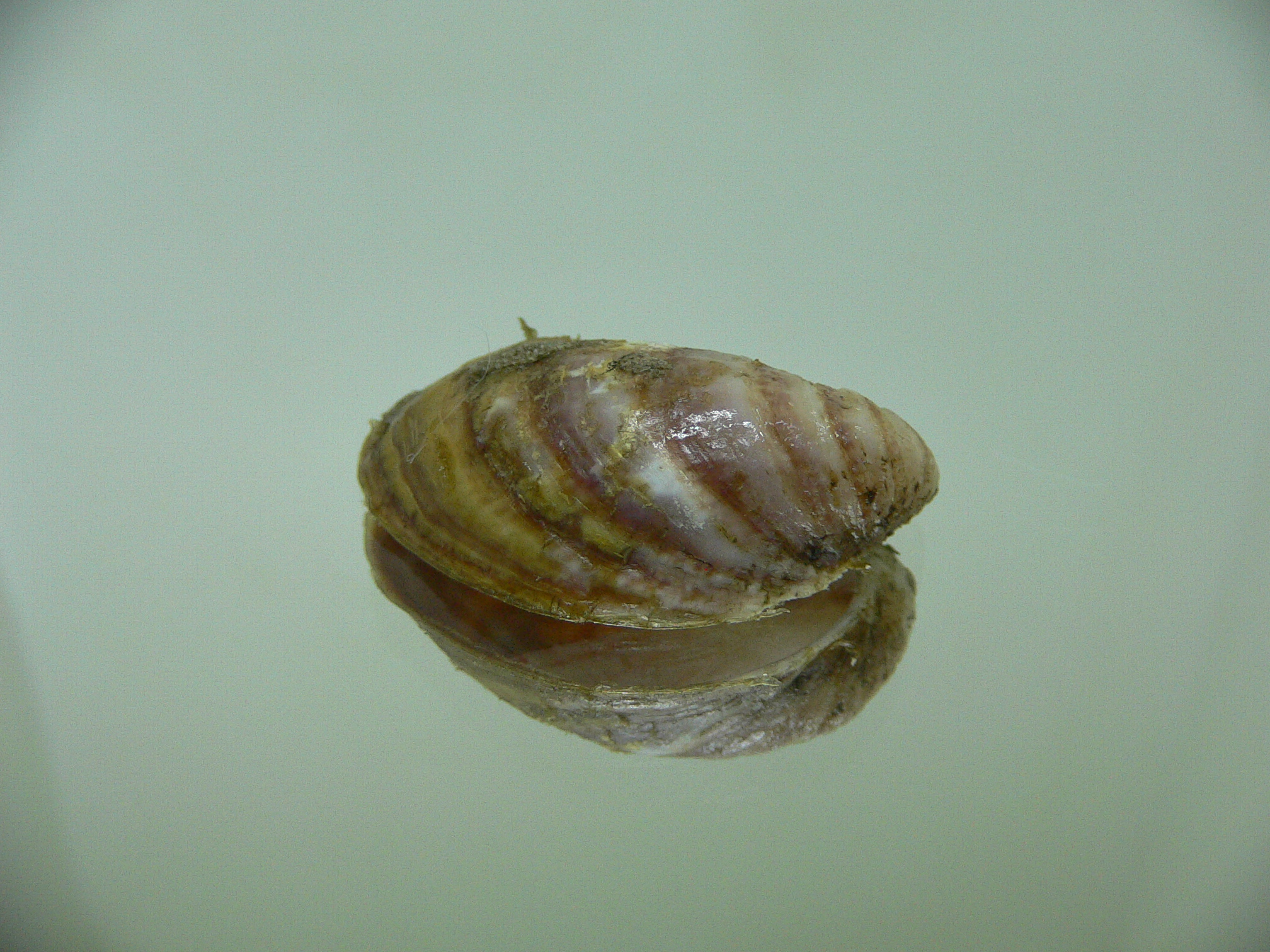 Grandicrepidula grandis