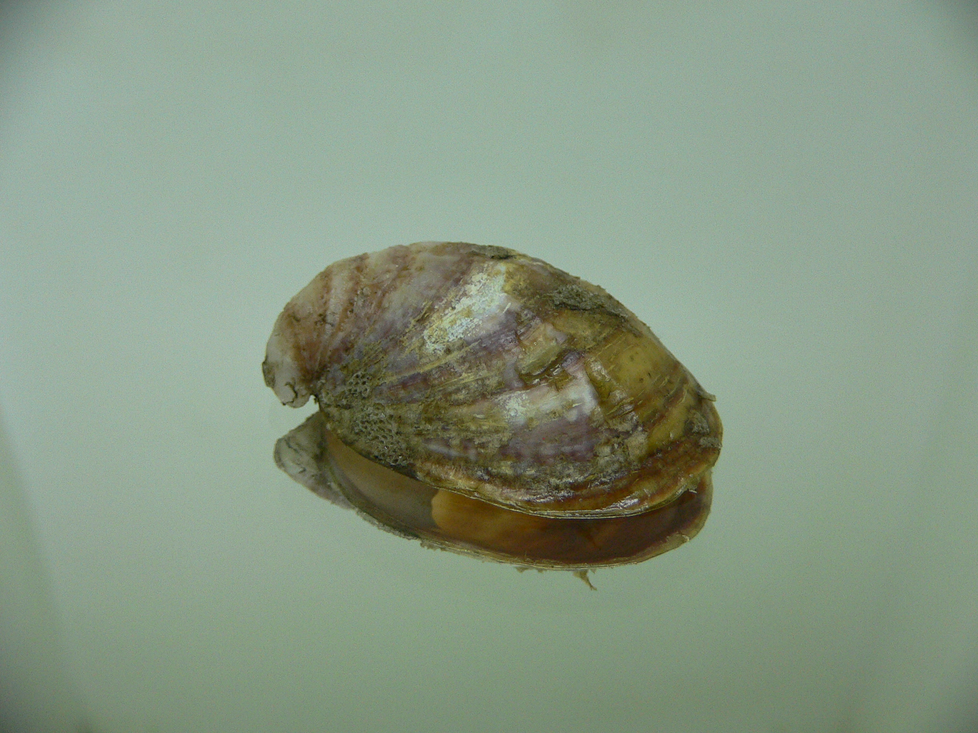 Grandicrepidula grandis