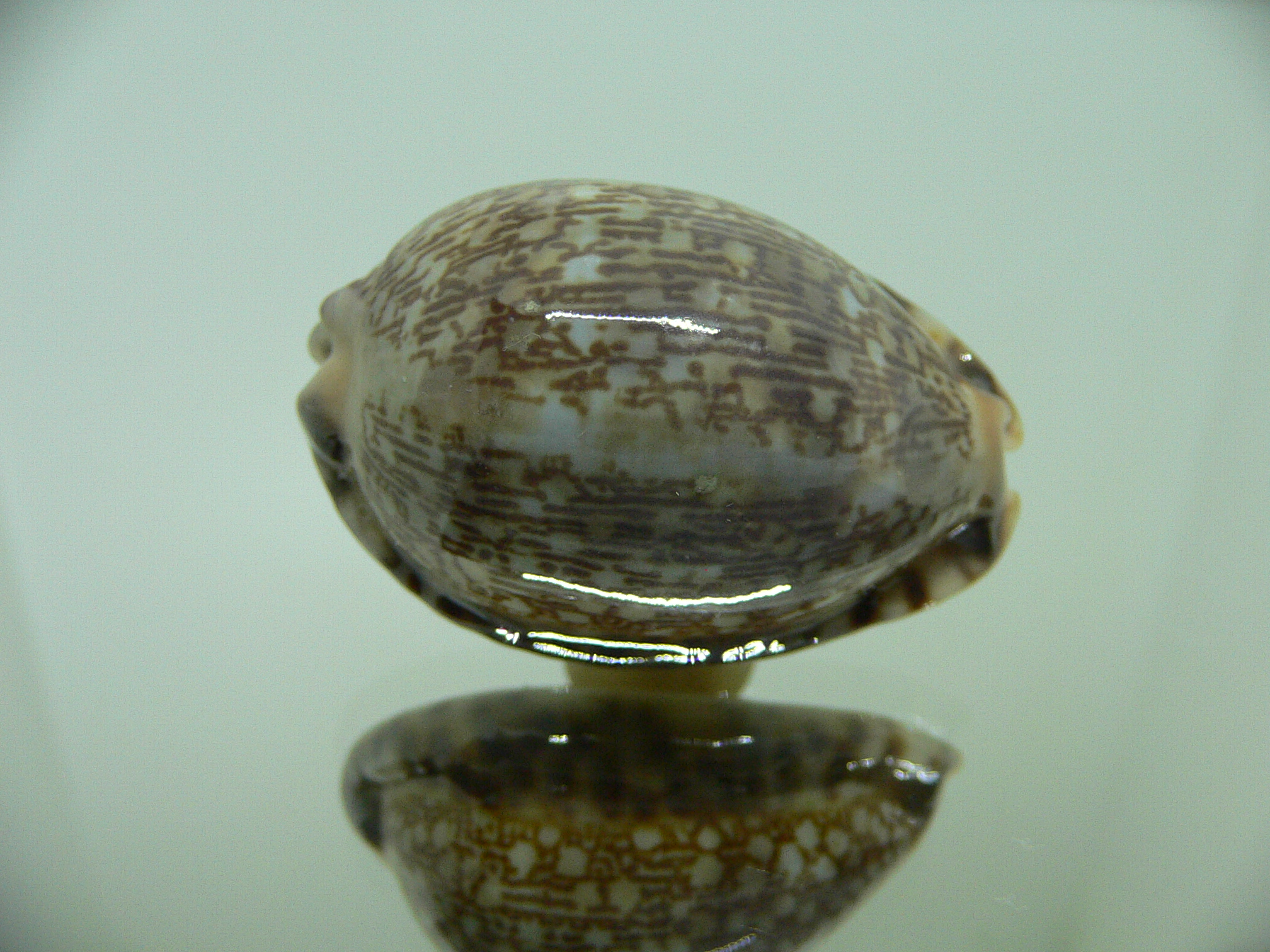 Cypraea arabica asiatica