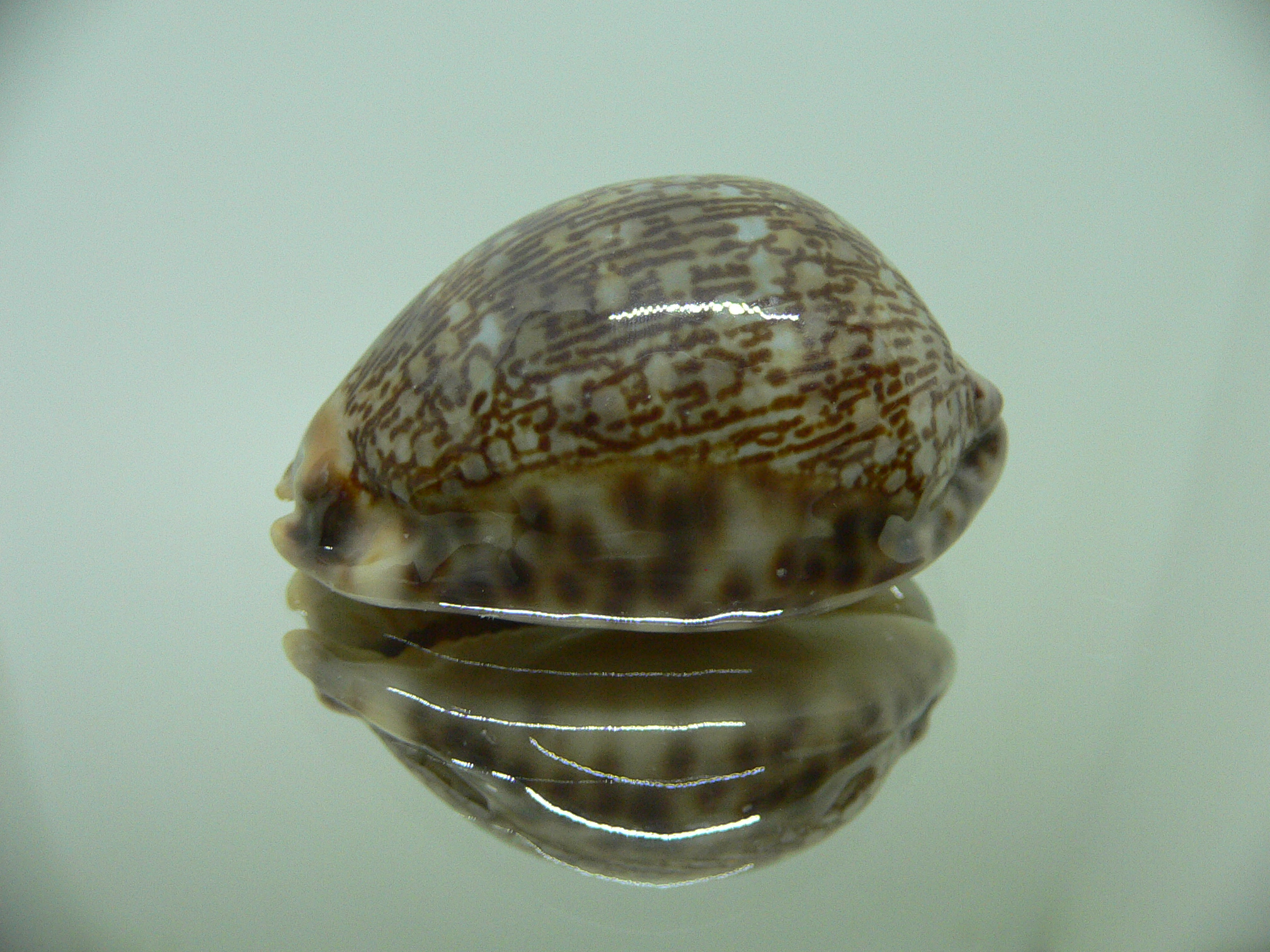 Cypraea arabica asiatica