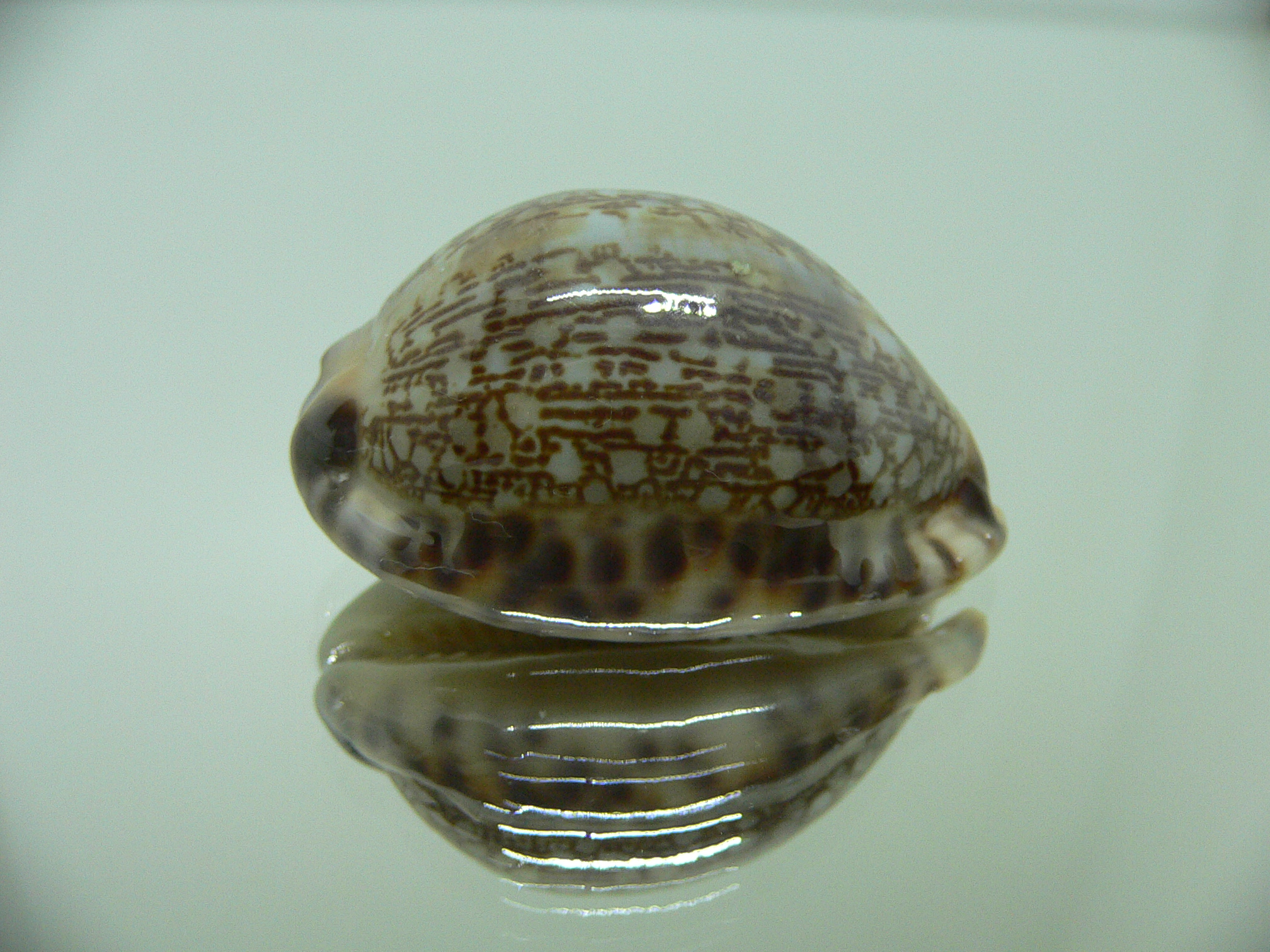 Cypraea arabica asiatica