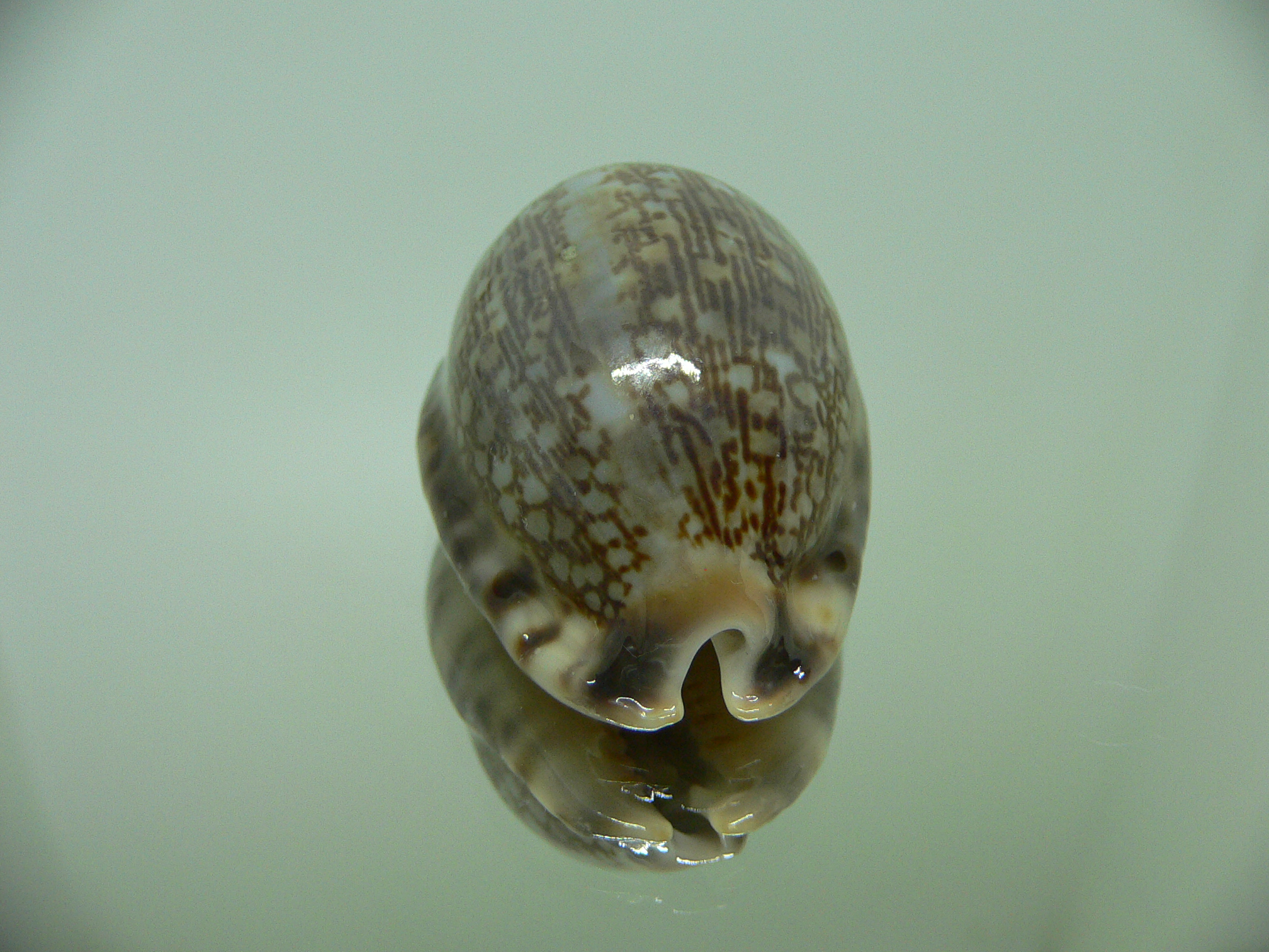 Cypraea arabica asiatica