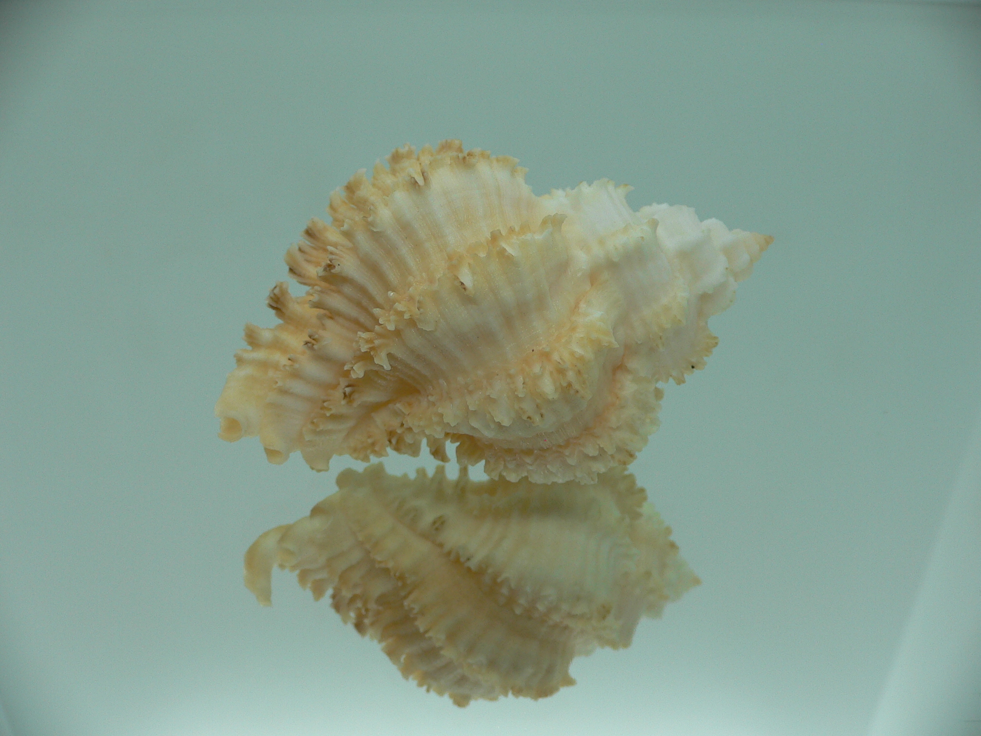 Hexaplex stainforthi RARE ENDEMIC ALBINISTIC FORM & CREAM