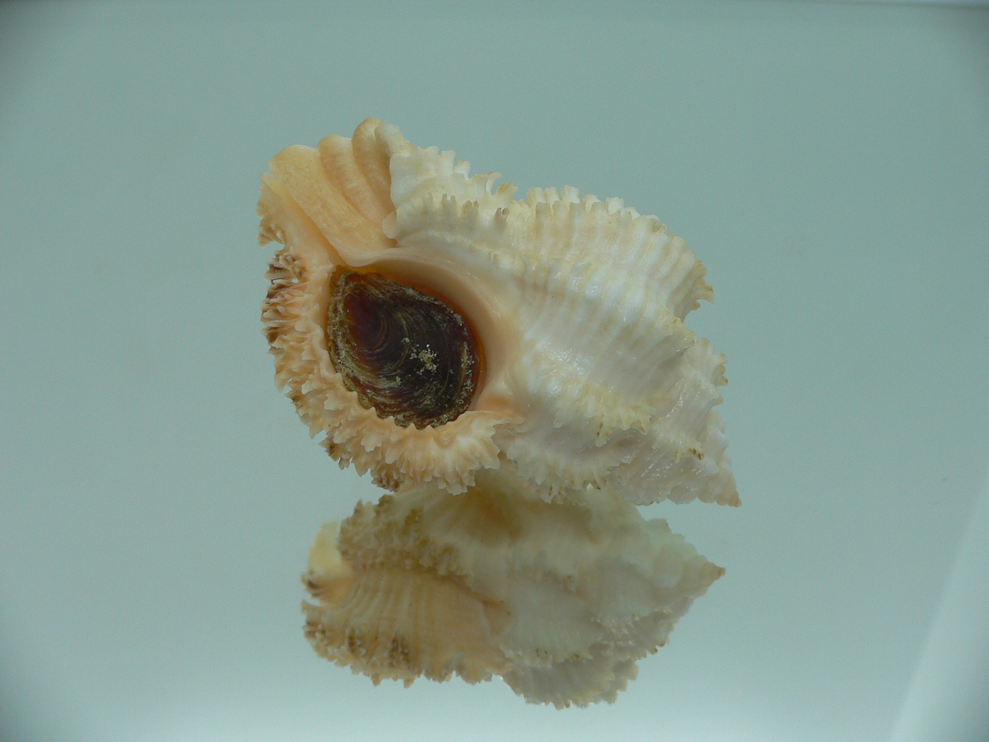 Hexaplex stainforthi RARE ENDEMIC ALBINISTIC FORM & CREAM