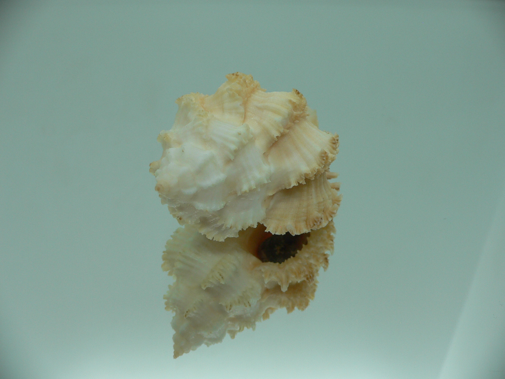 Hexaplex stainforthi RARE ENDEMIC ALBINISTIC FORM & CREAM