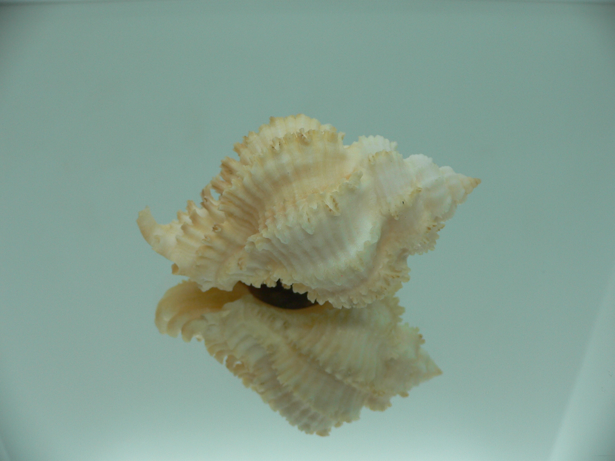 Hexaplex stainforthi RARE ENDEMIC ALBINISTIC FORM & CREAM