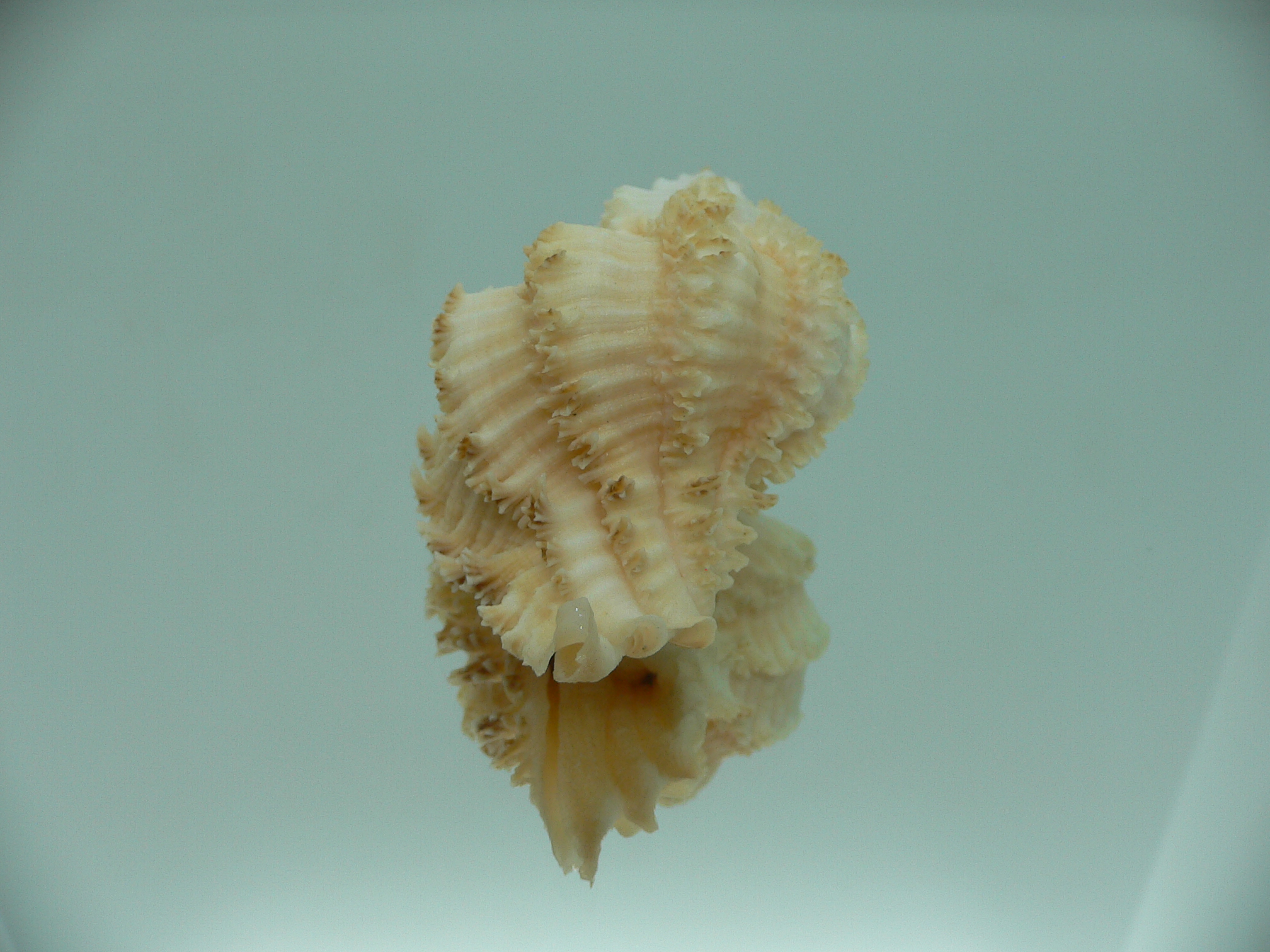 Hexaplex stainforthi RARE ENDEMIC ALBINISTIC FORM & CREAM