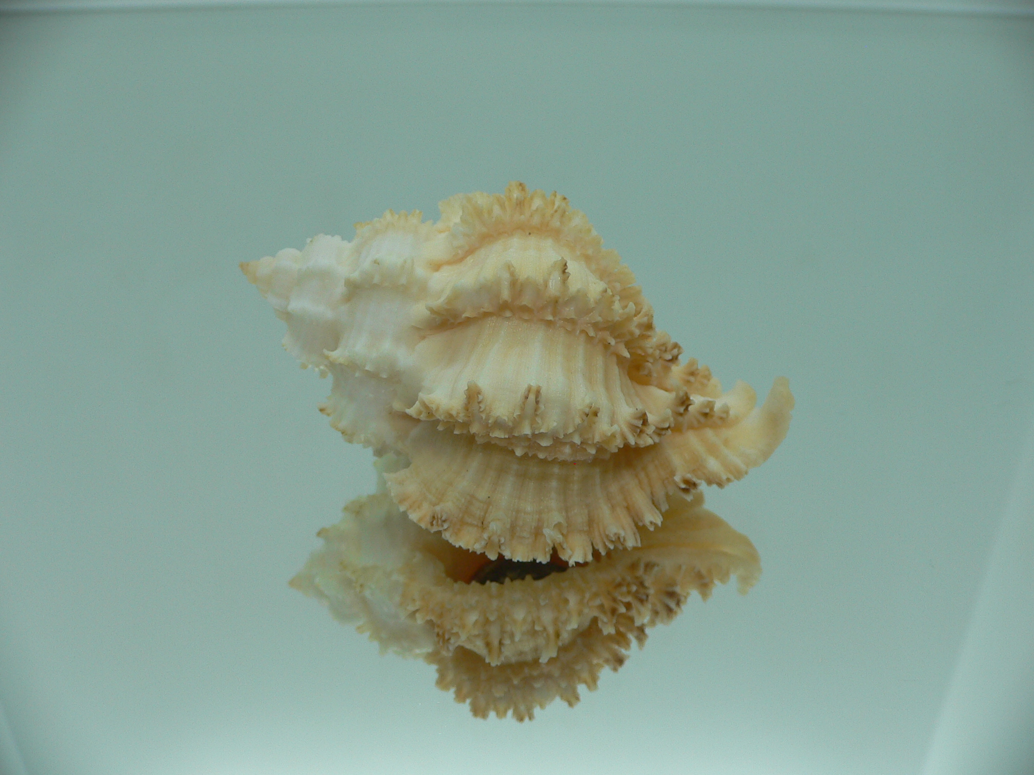 Hexaplex stainforthi RARE ENDEMIC ALBINISTIC FORM & CREAM