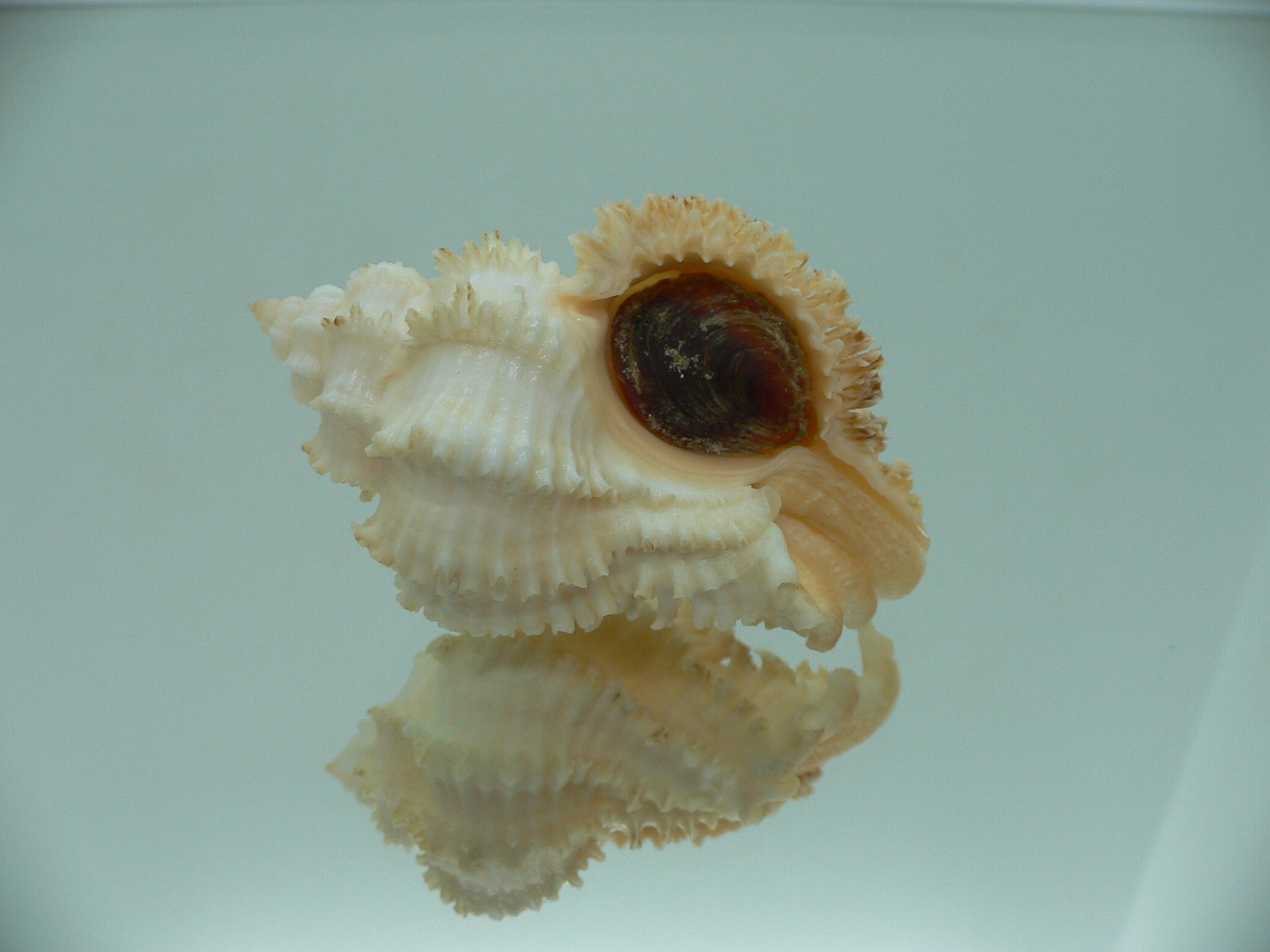 Hexaplex stainforthi RARE ENDEMIC ALBINISTIC FORM & CREAM