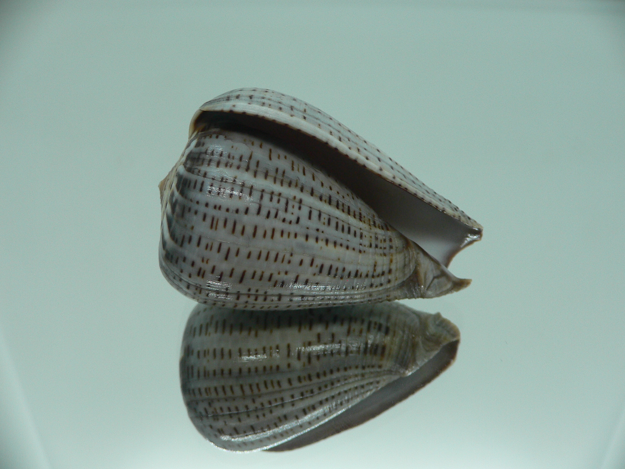 Conus glaucus SUPER WIDE