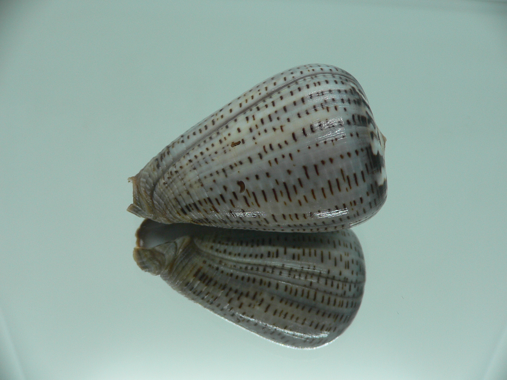 Conus glaucus SUPER WIDE