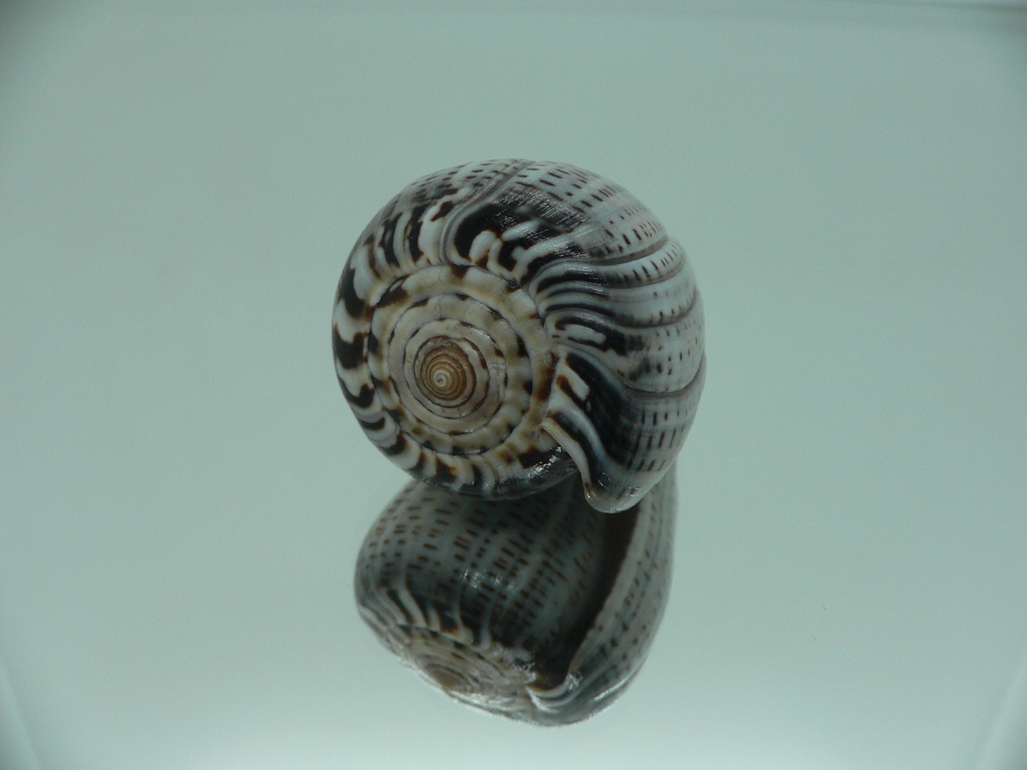 Conus glaucus SUPER WIDE