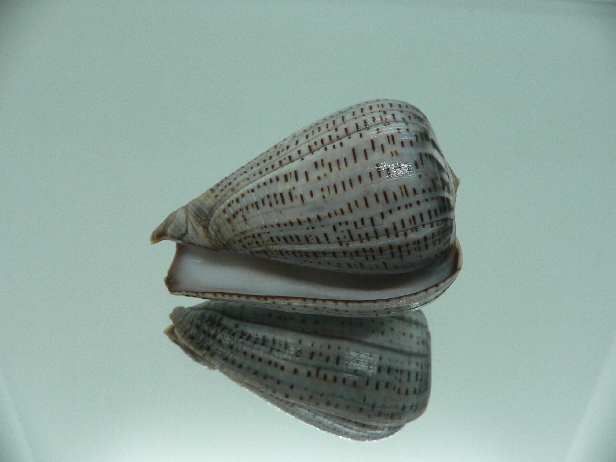 Conus glaucus SUPER WIDE