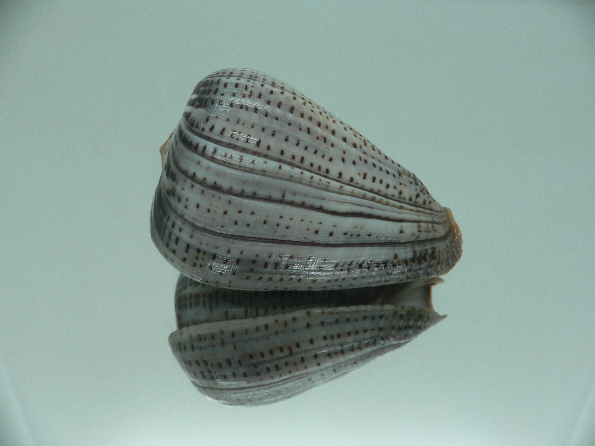 Conus glaucus SUPER WIDE