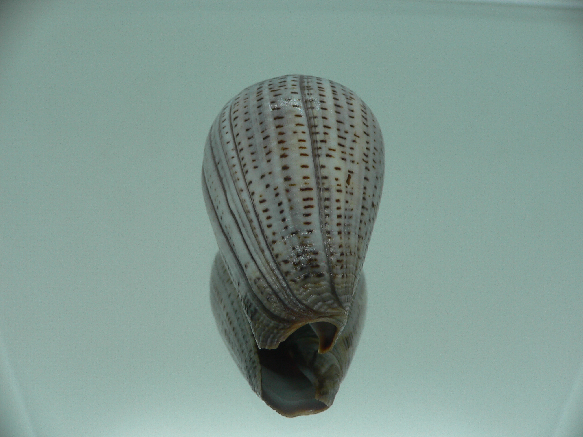 Conus glaucus SUPER WIDE