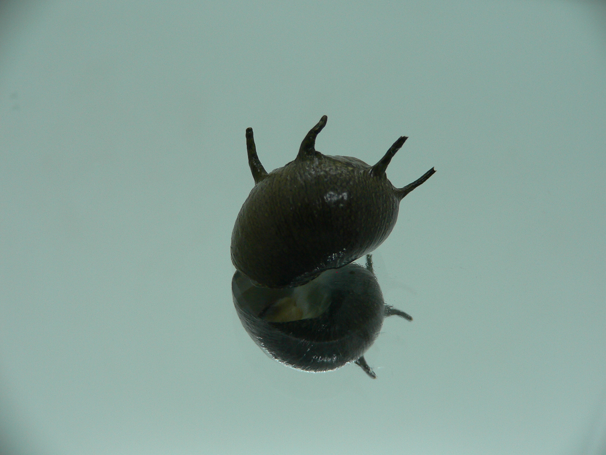 Clithon coronatum VERY BIG