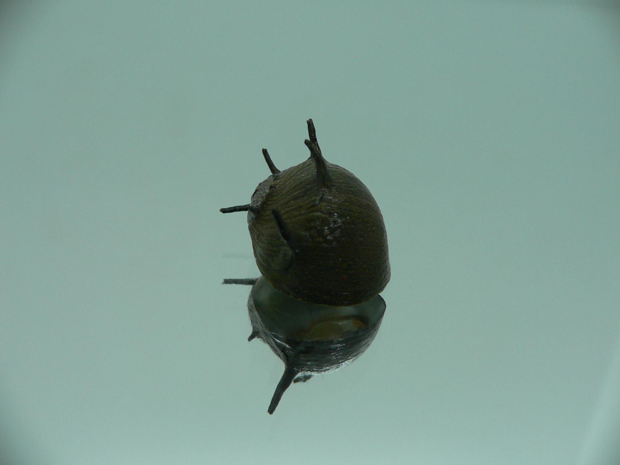 Clithon coronatum VERY BIG