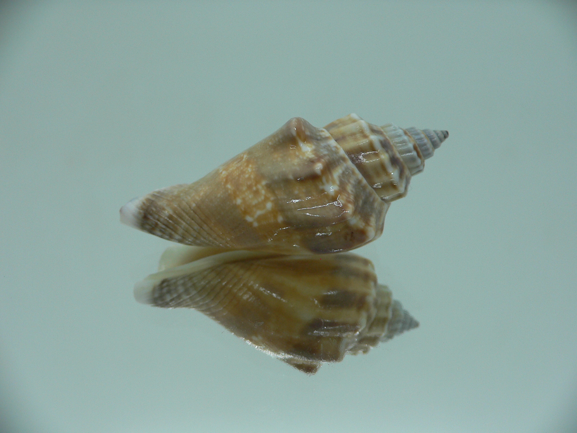 Canarium labiatum BLUE-ORANGE