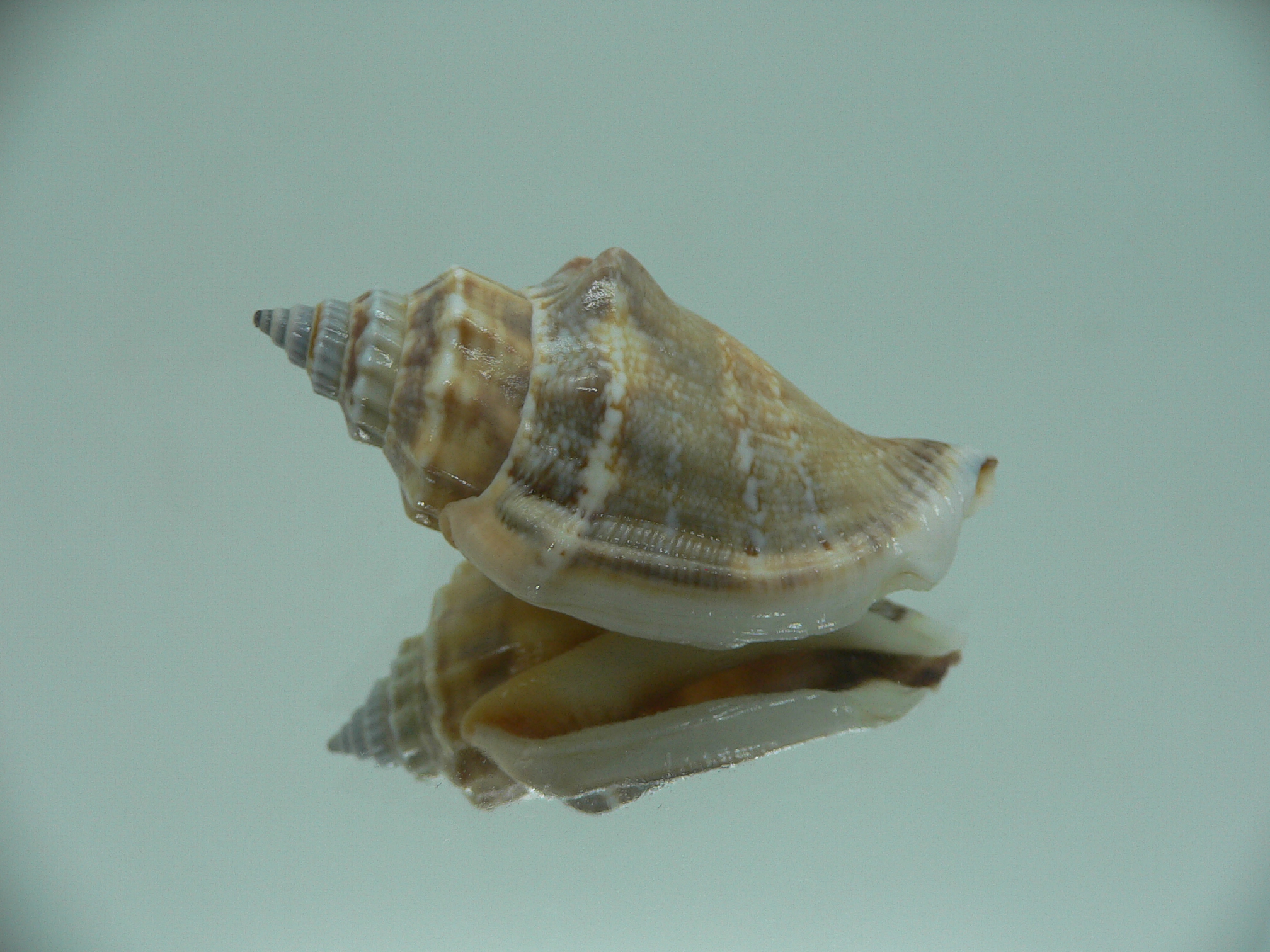 Canarium labiatum BLUE-ORANGE