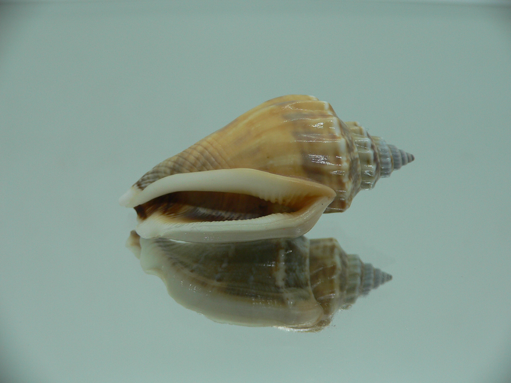 Canarium labiatum BLUE-ORANGE