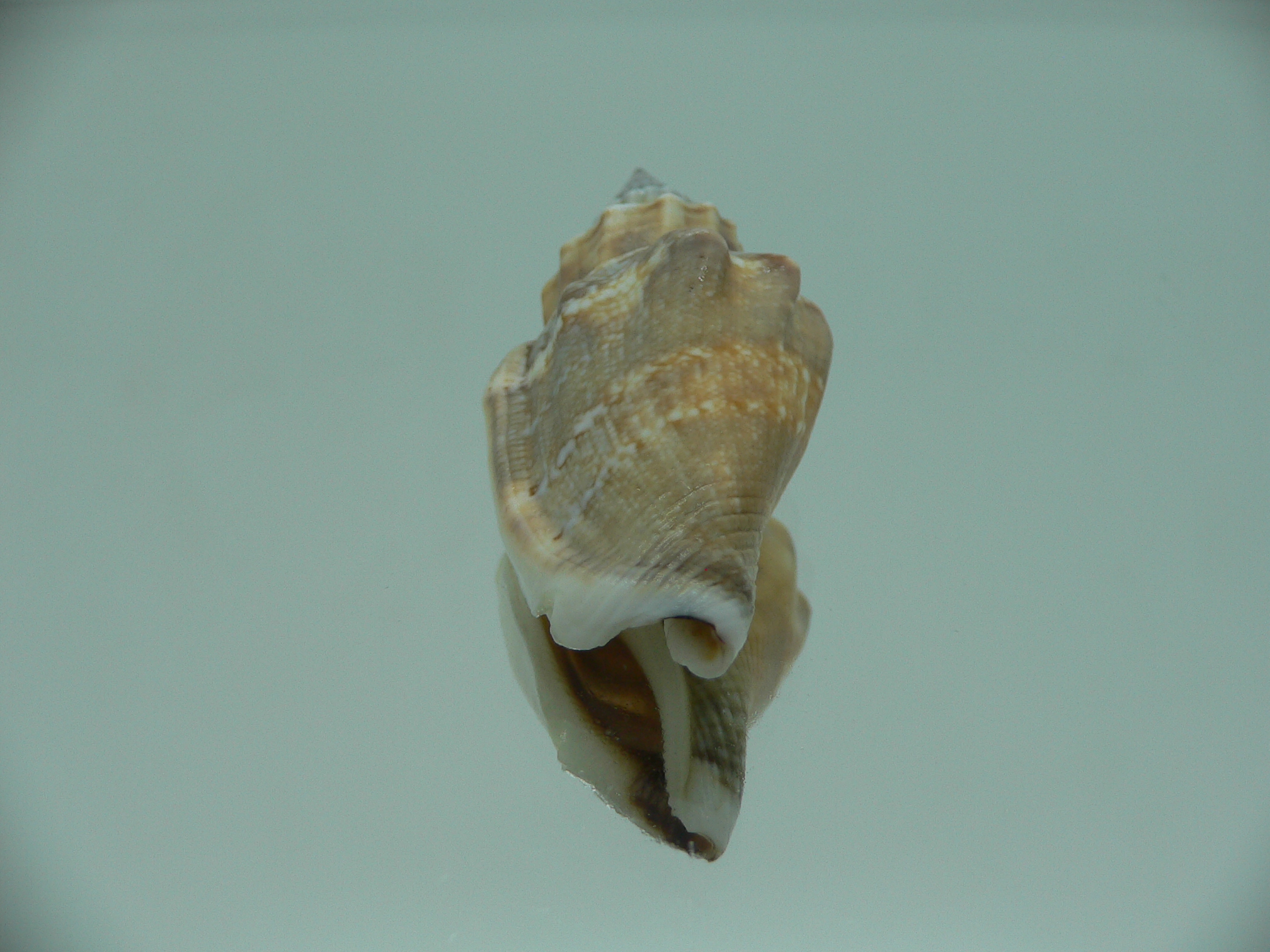 Canarium labiatum BLUE-ORANGE