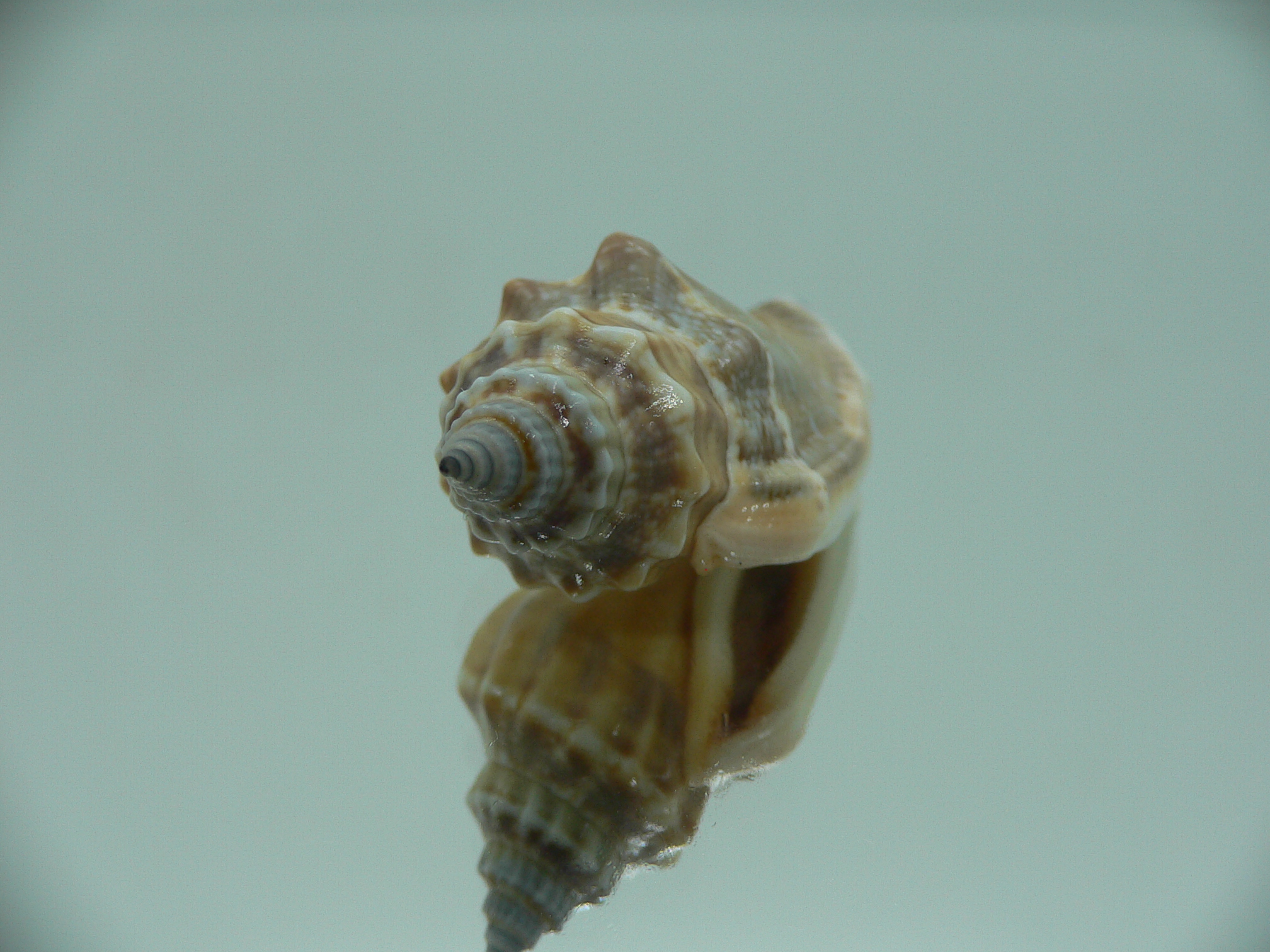 Canarium labiatum BLUE-ORANGE