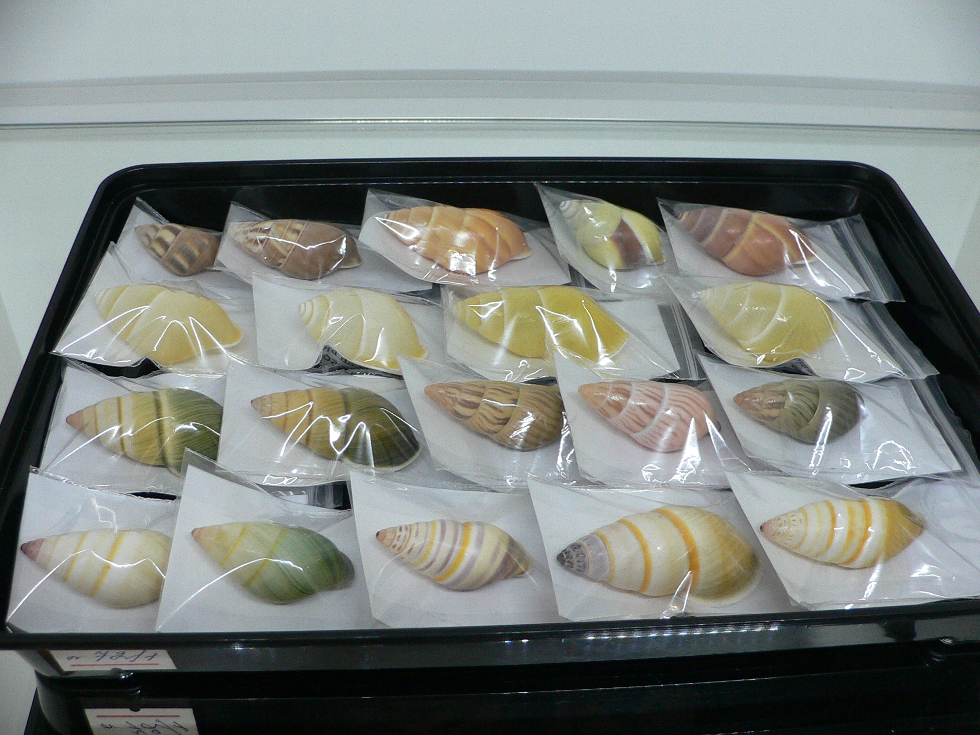 Amphidromus filozonatus BIG & UNUSUAL