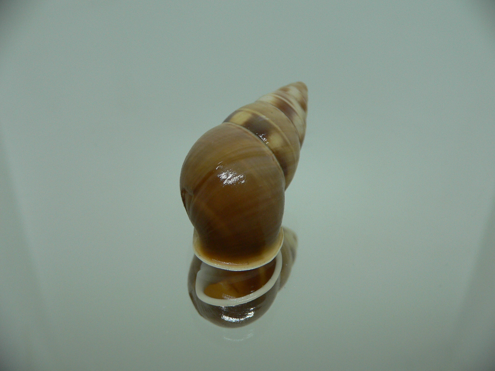 Amphidromus filozonatus BIG & UNUSUAL