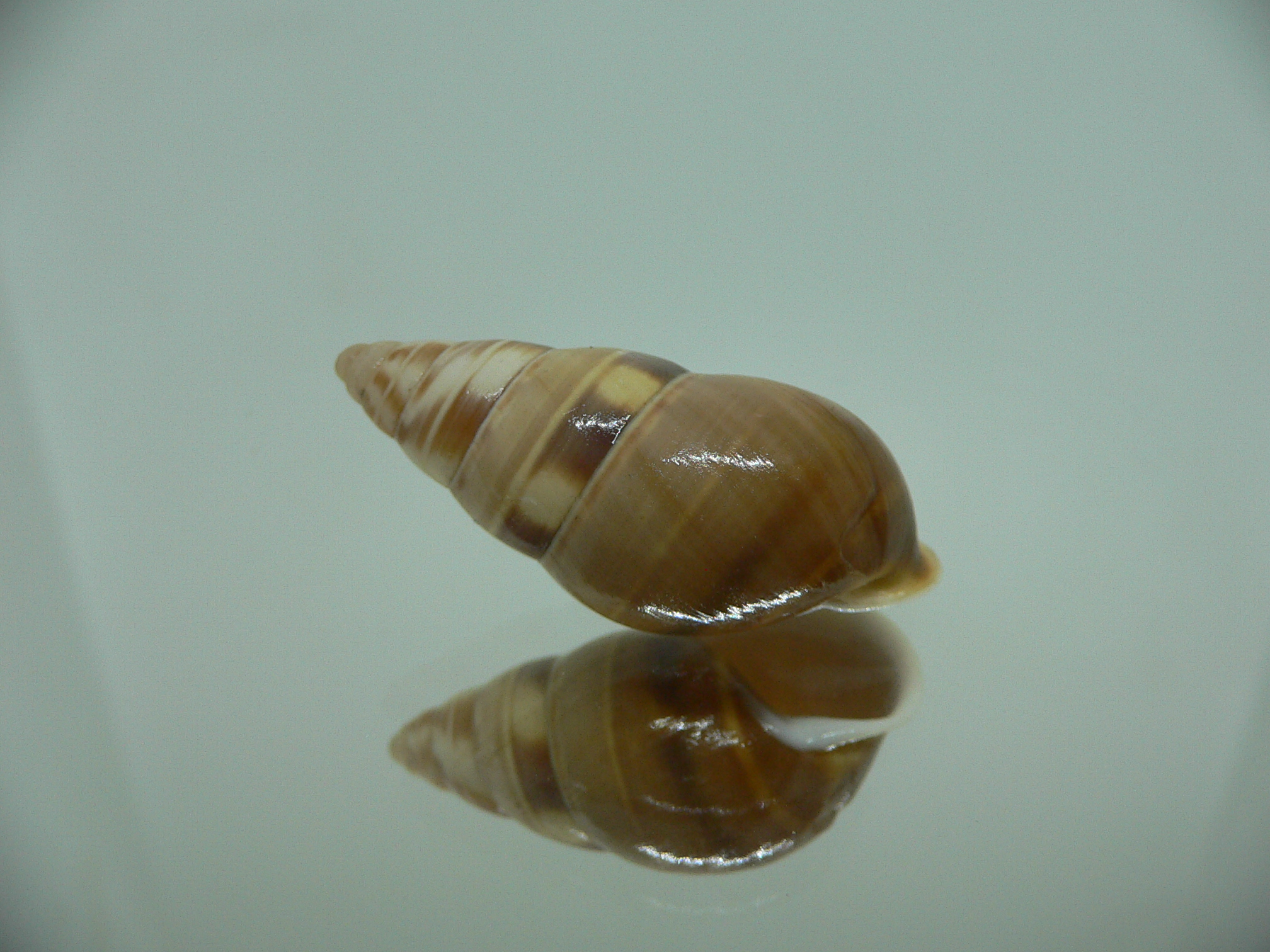 Amphidromus filozonatus BIG & UNUSUAL