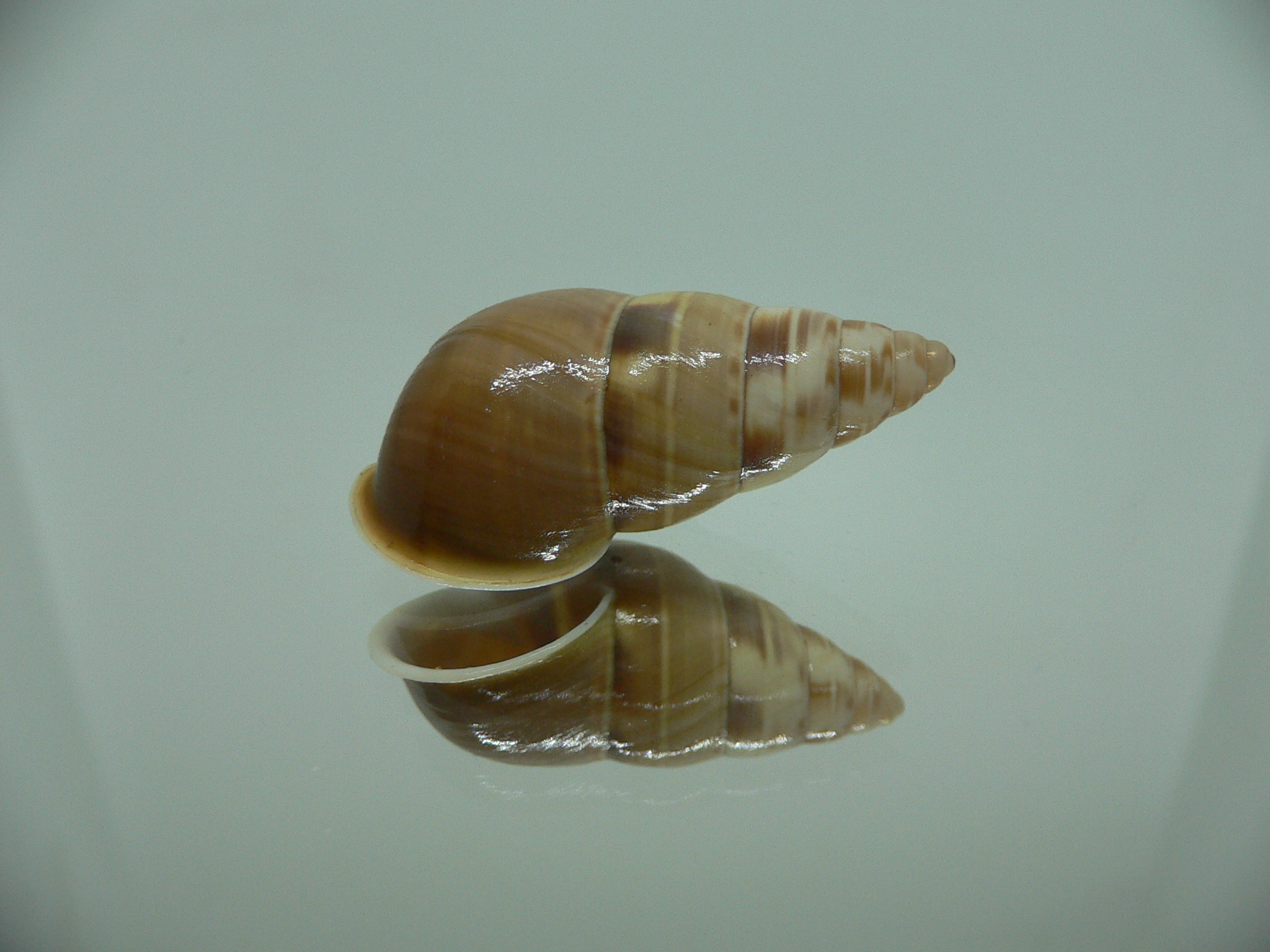 Amphidromus filozonatus BIG & UNUSUAL