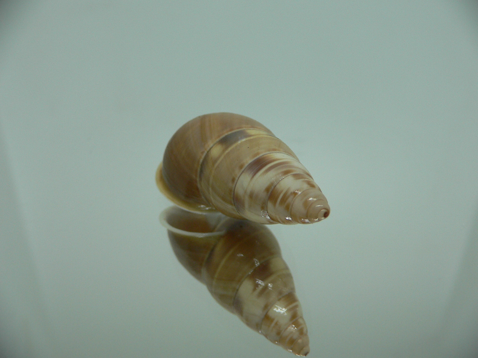 Amphidromus filozonatus BIG & UNUSUAL