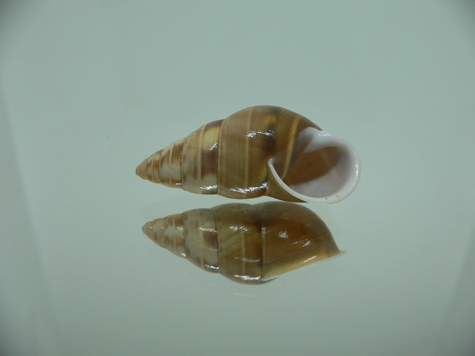 Amphidromus filozonatus BIG & UNUSUAL