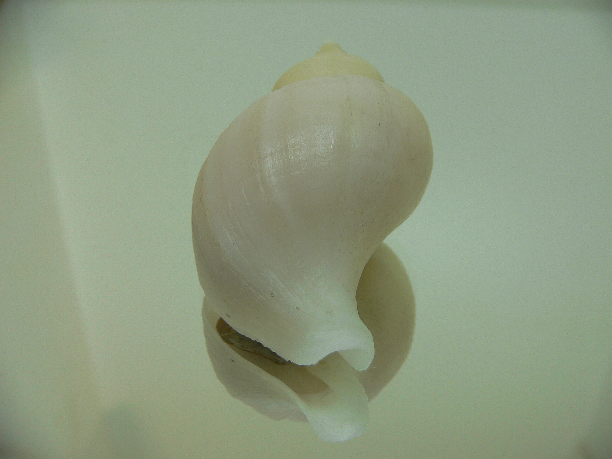 Neptunea ennae ELONGATE