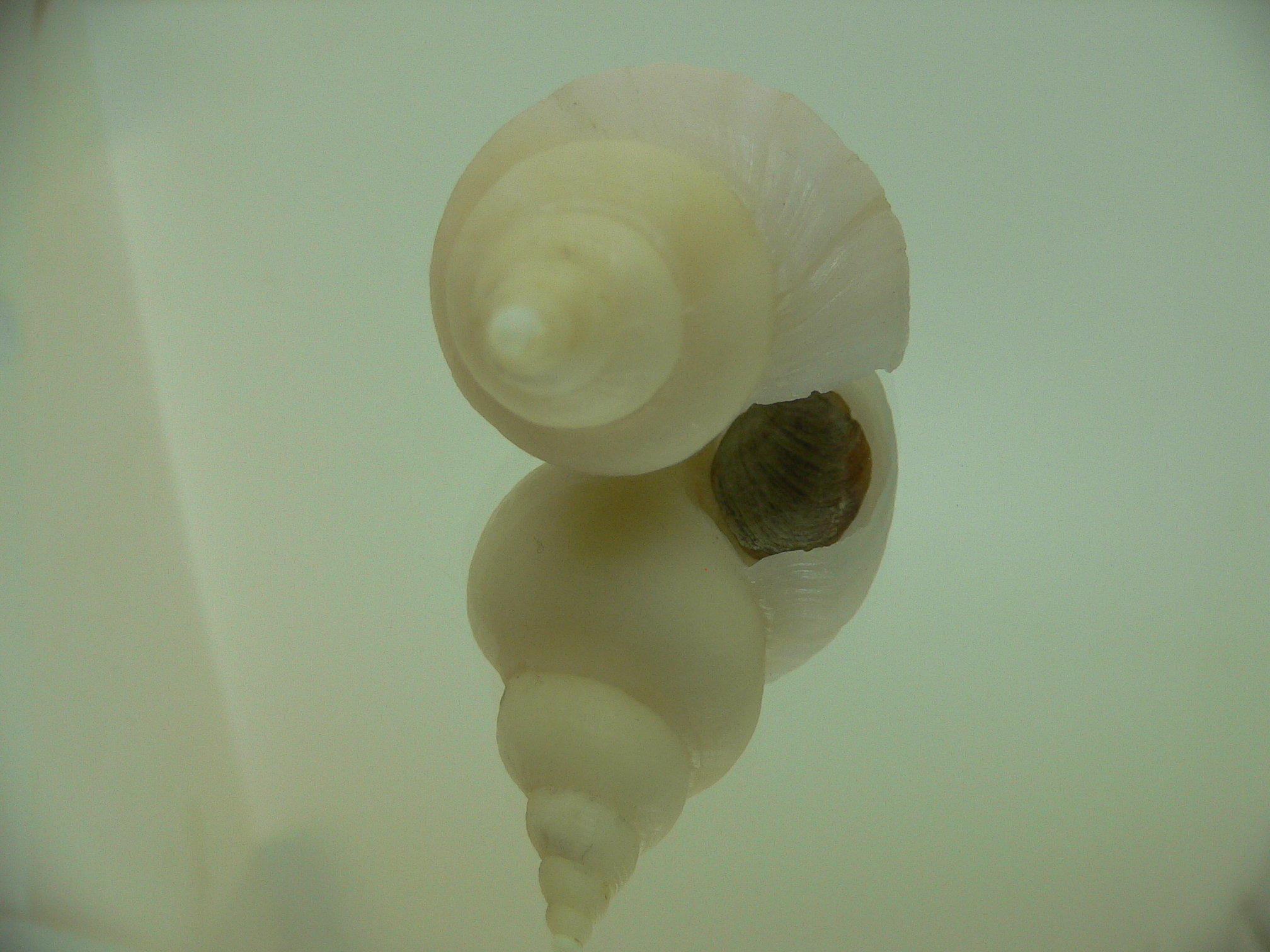 Neptunea ennae ELONGATE