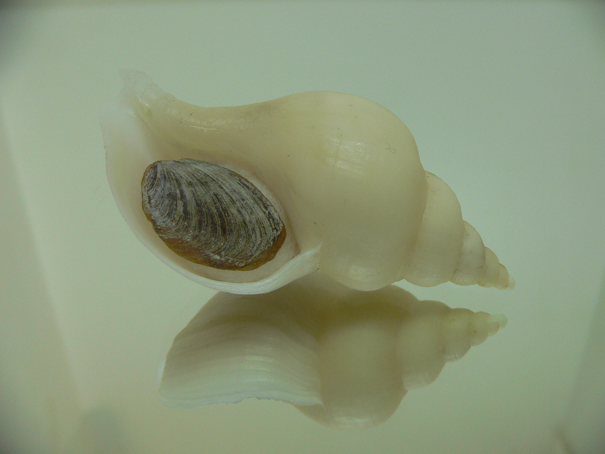 Neptunea ennae ELONGATE