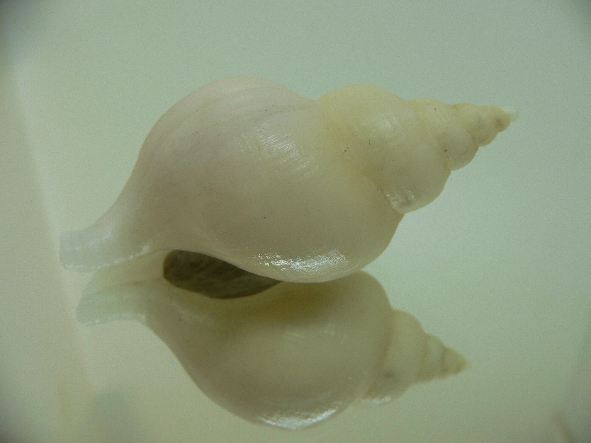 Neptunea ennae ELONGATE