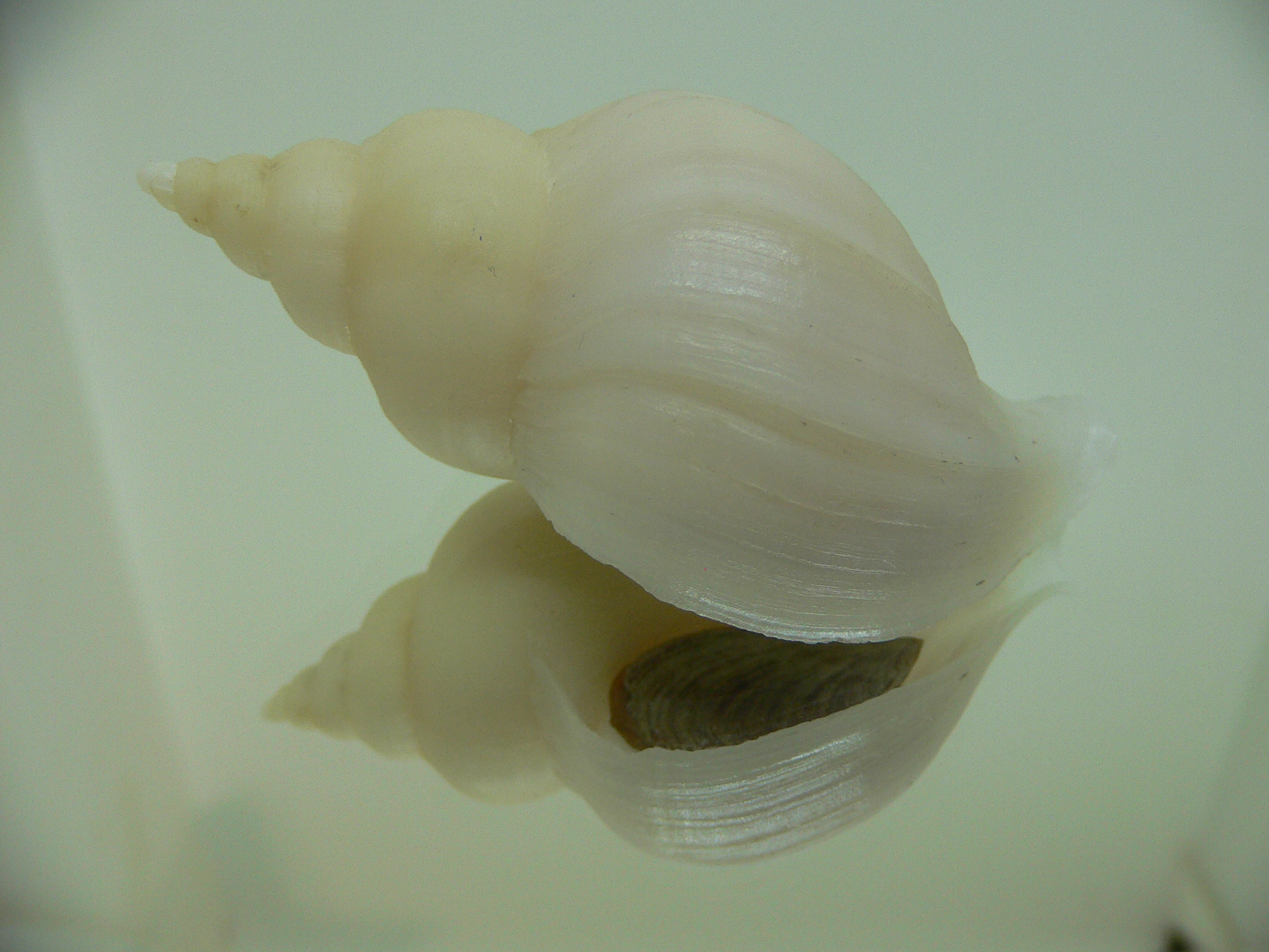Neptunea ennae ELONGATE