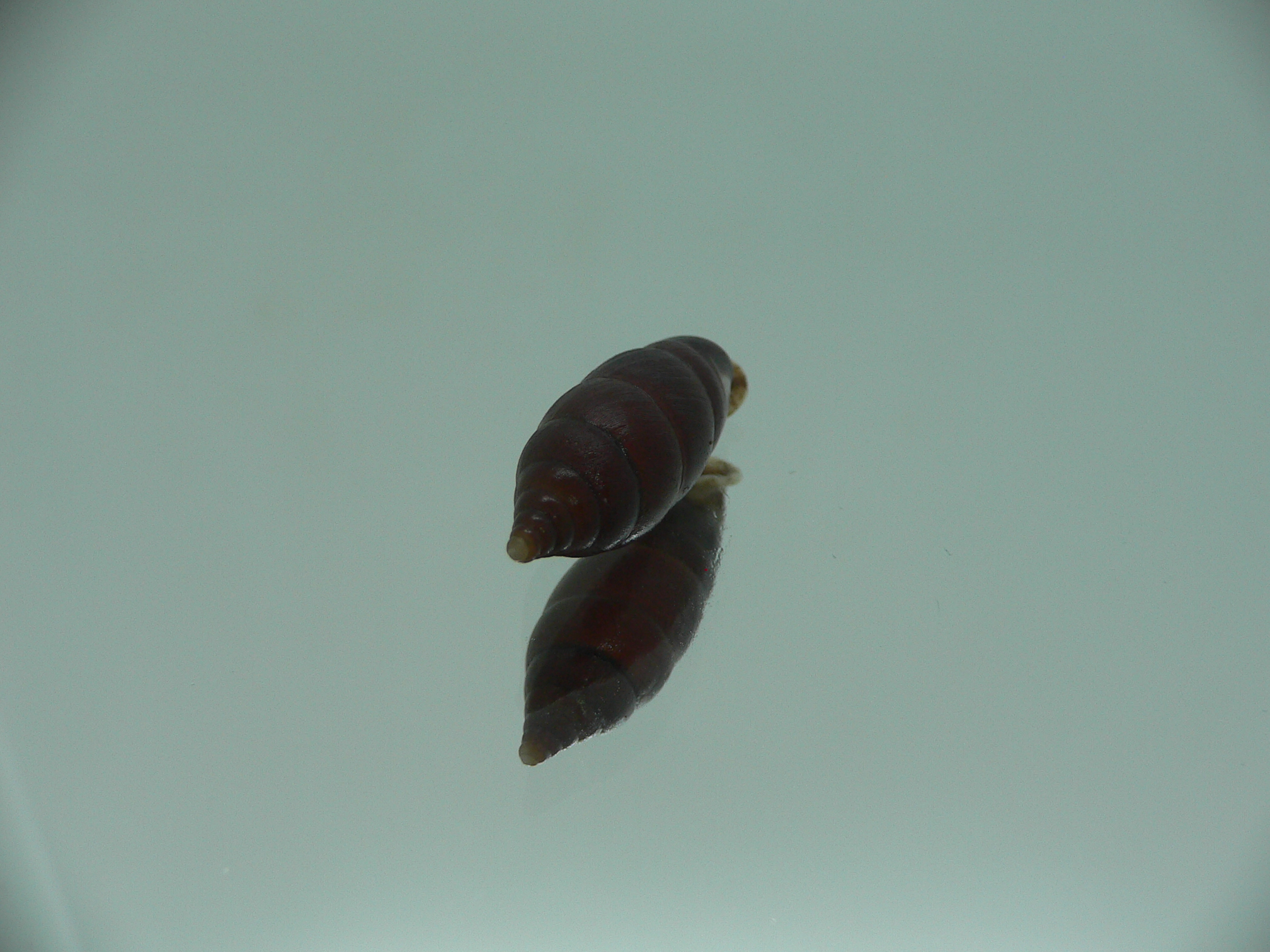 Oospira zhaoyifani IDEAL ENDEMIC