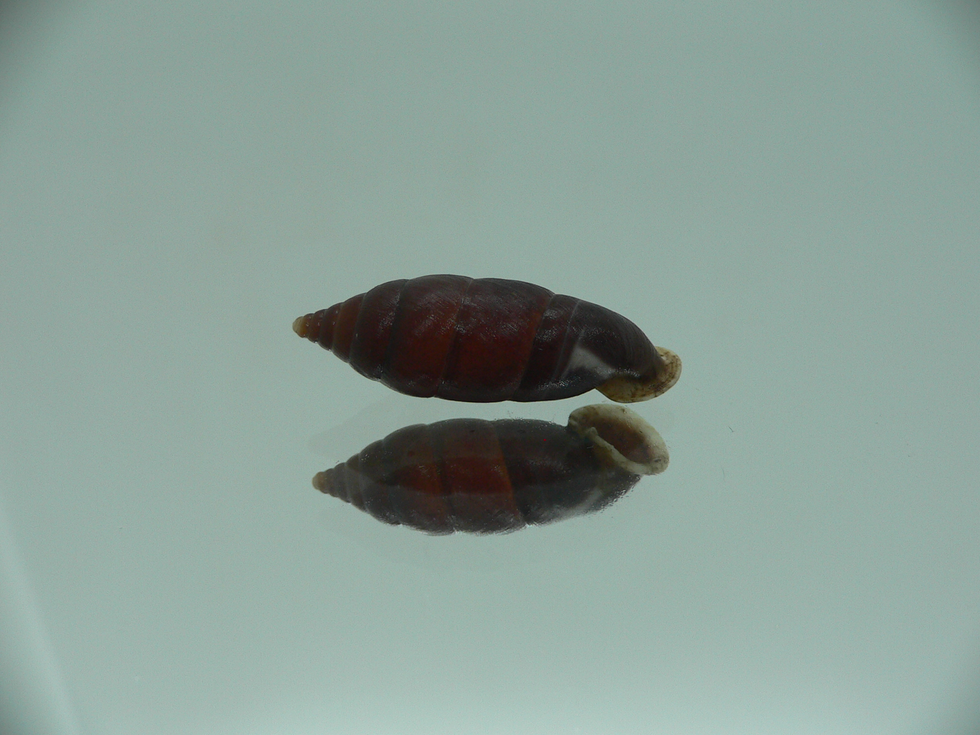 Oospira zhaoyifani IDEAL ENDEMIC