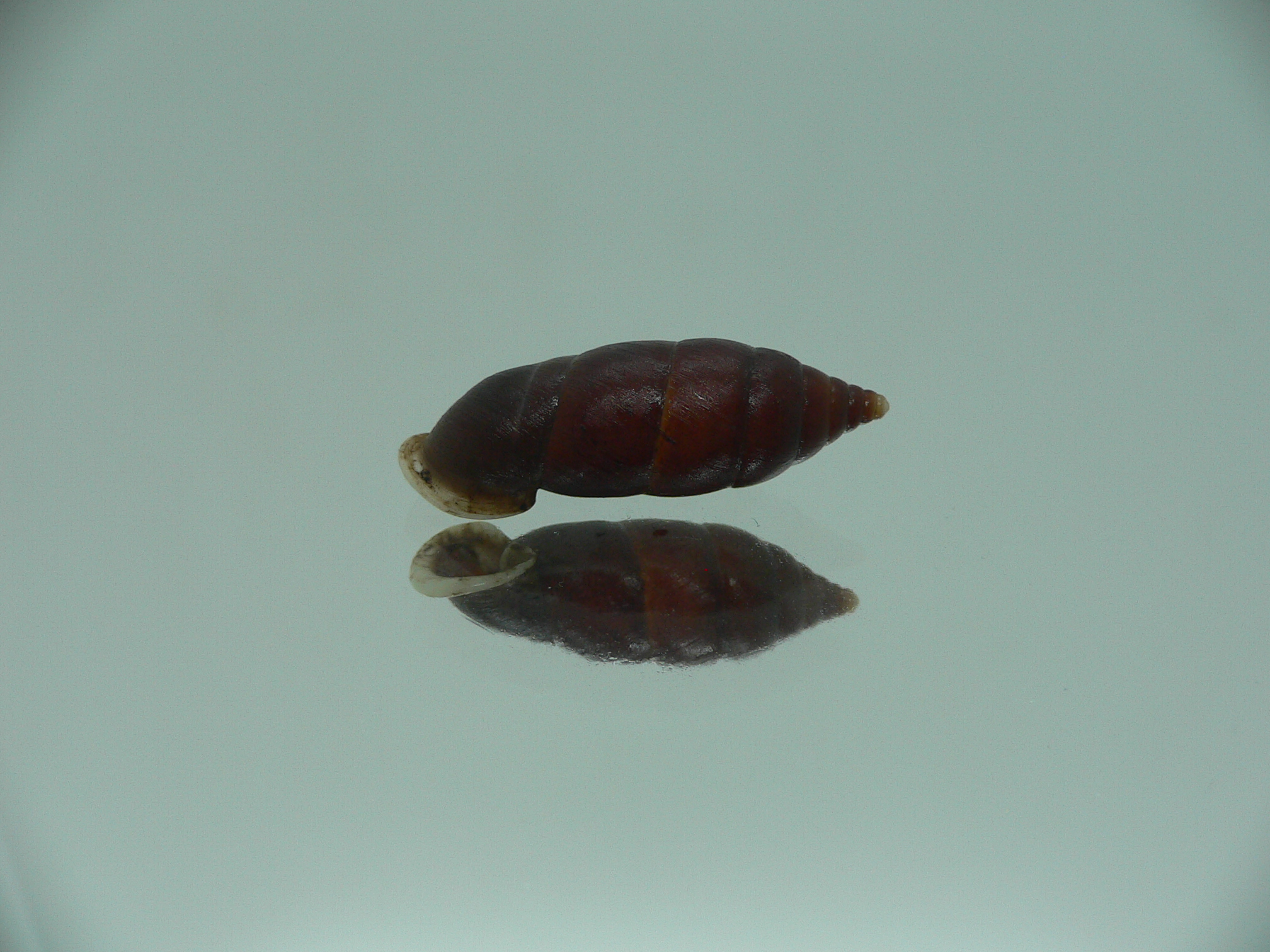 Oospira zhaoyifani IDEAL ENDEMIC