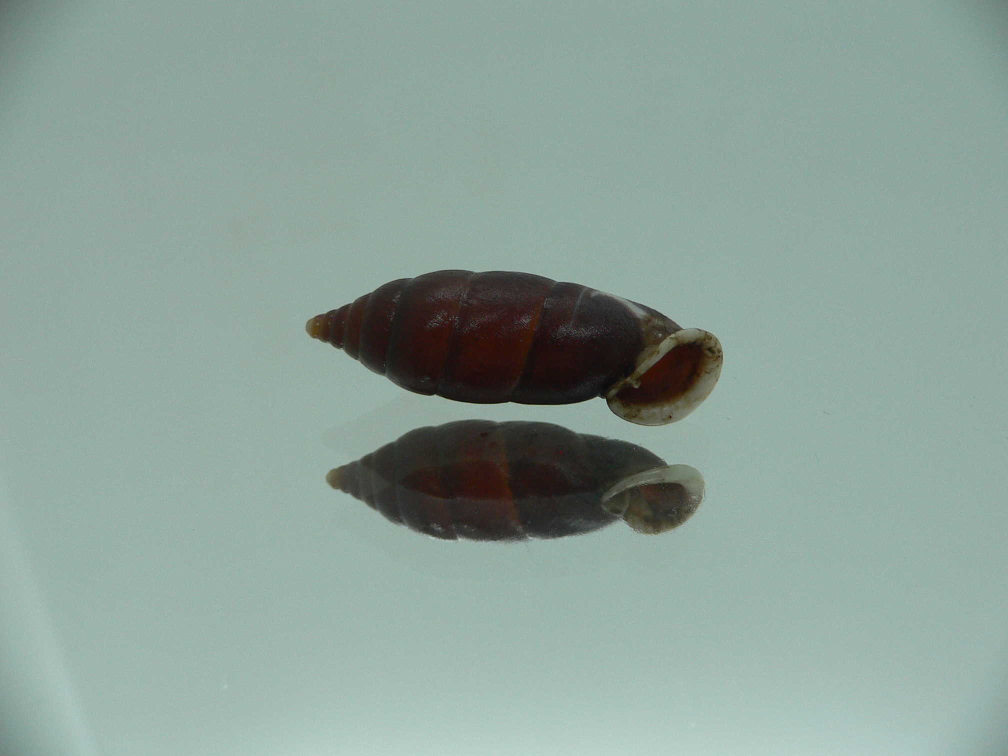 Oospira zhaoyifani IDEAL ENDEMIC