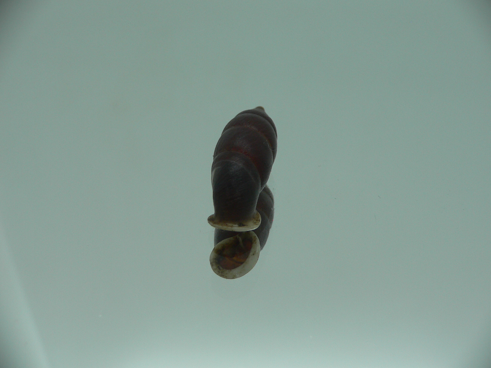 Oospira zhaoyifani IDEAL ENDEMIC